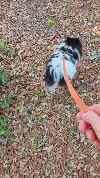 Enlarge Panda, a Adoptable Pomeranian in Mary Esther, FL video 1/1