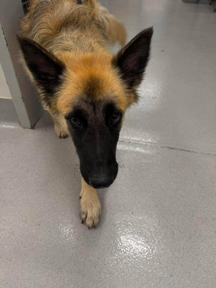 Jax, Adopted, Adult Male German Shepherd Dog.