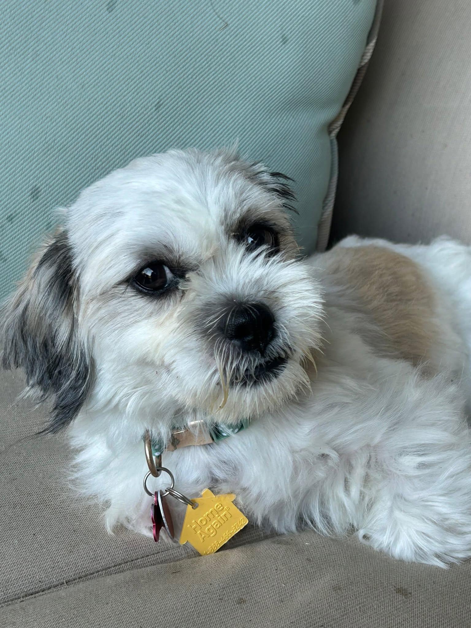 Enlarge Abby, an adopted Shih Tzu in Plano, TX image 2/5