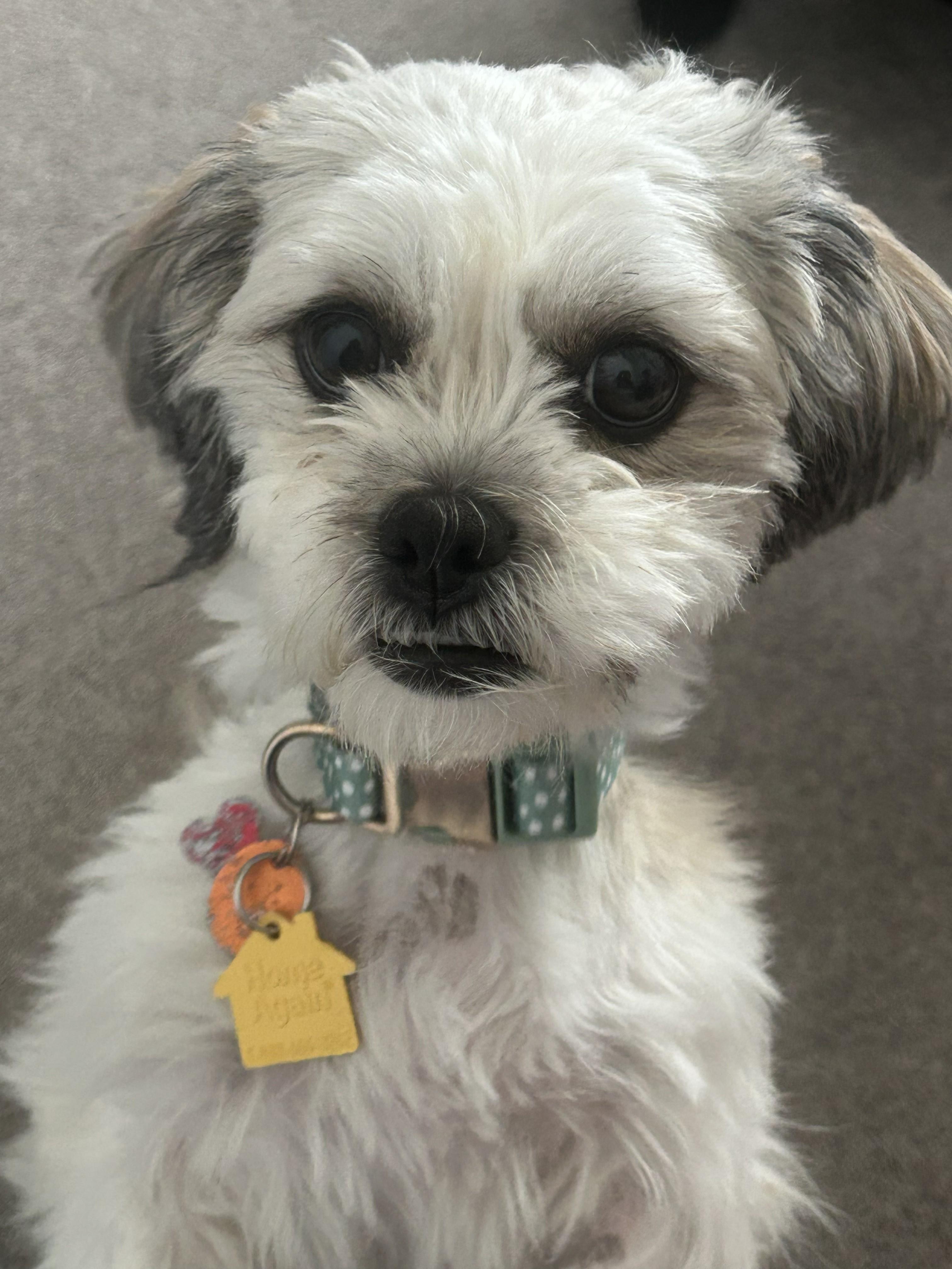 Abby, adopted, Puppy Female Shih Tzu.