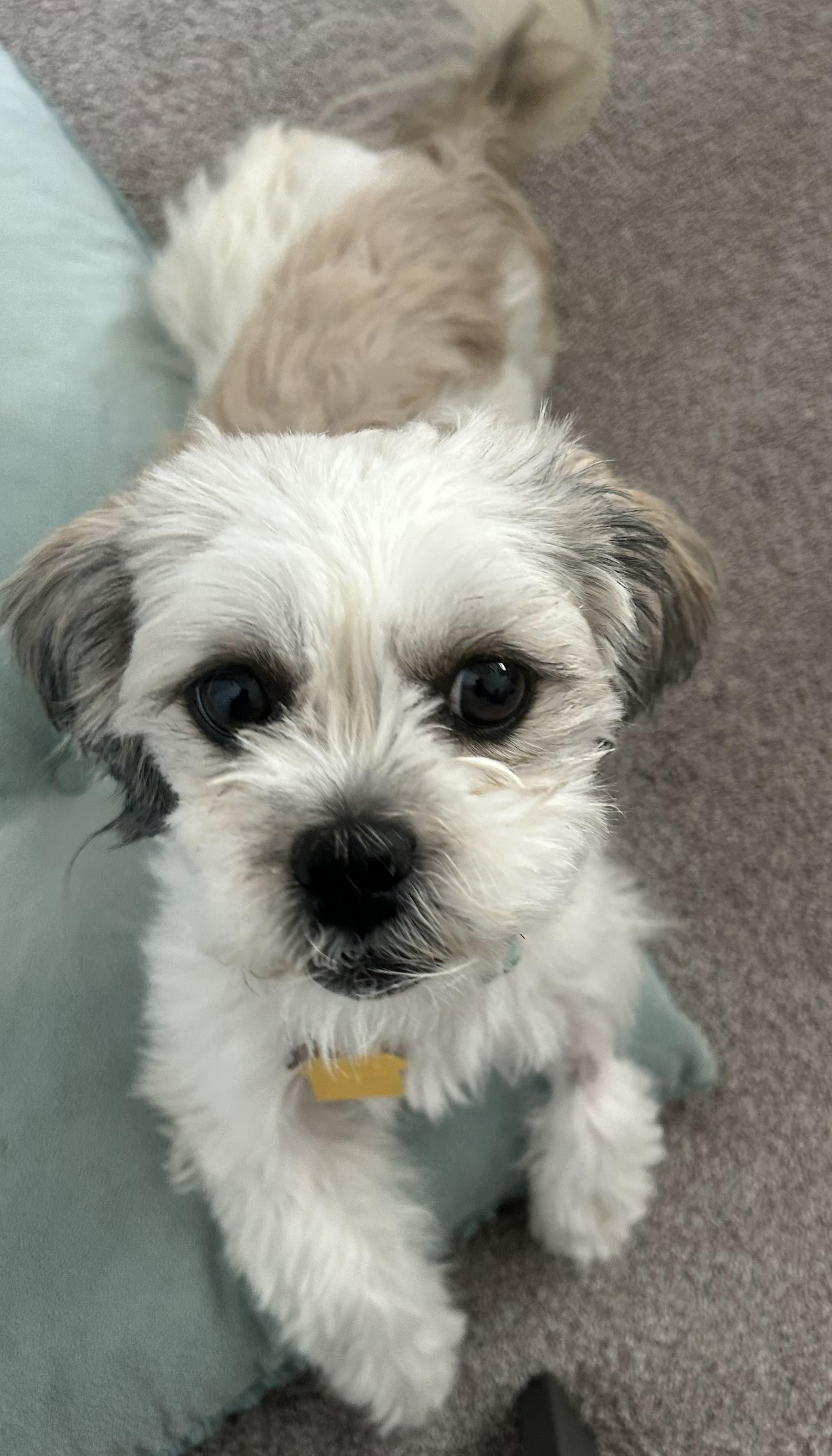 Enlarge Abby, an adopted Shih Tzu in Plano, TX image 5/5