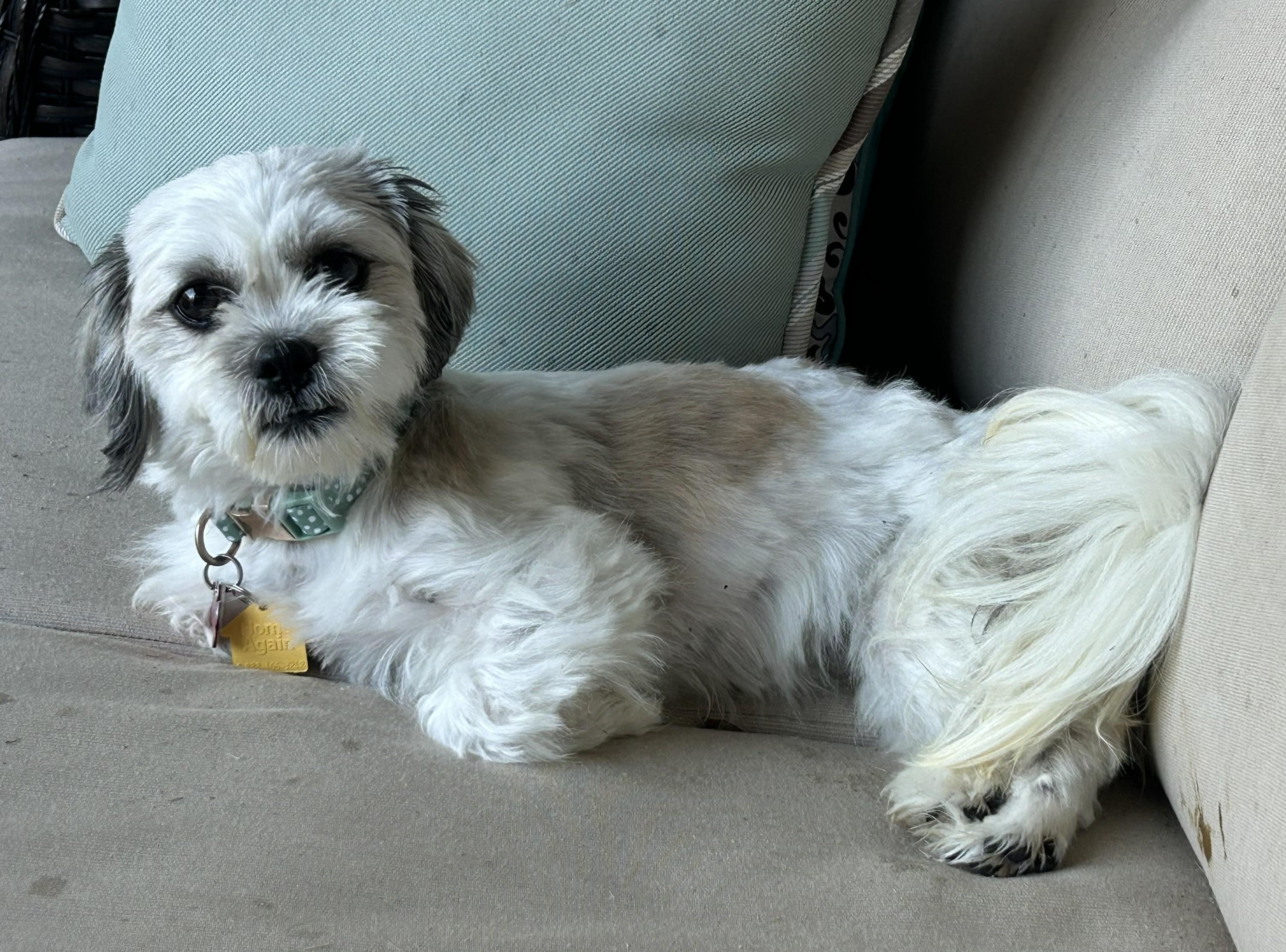 Enlarge Abby, an adopted Shih Tzu in Plano, TX image 4/5