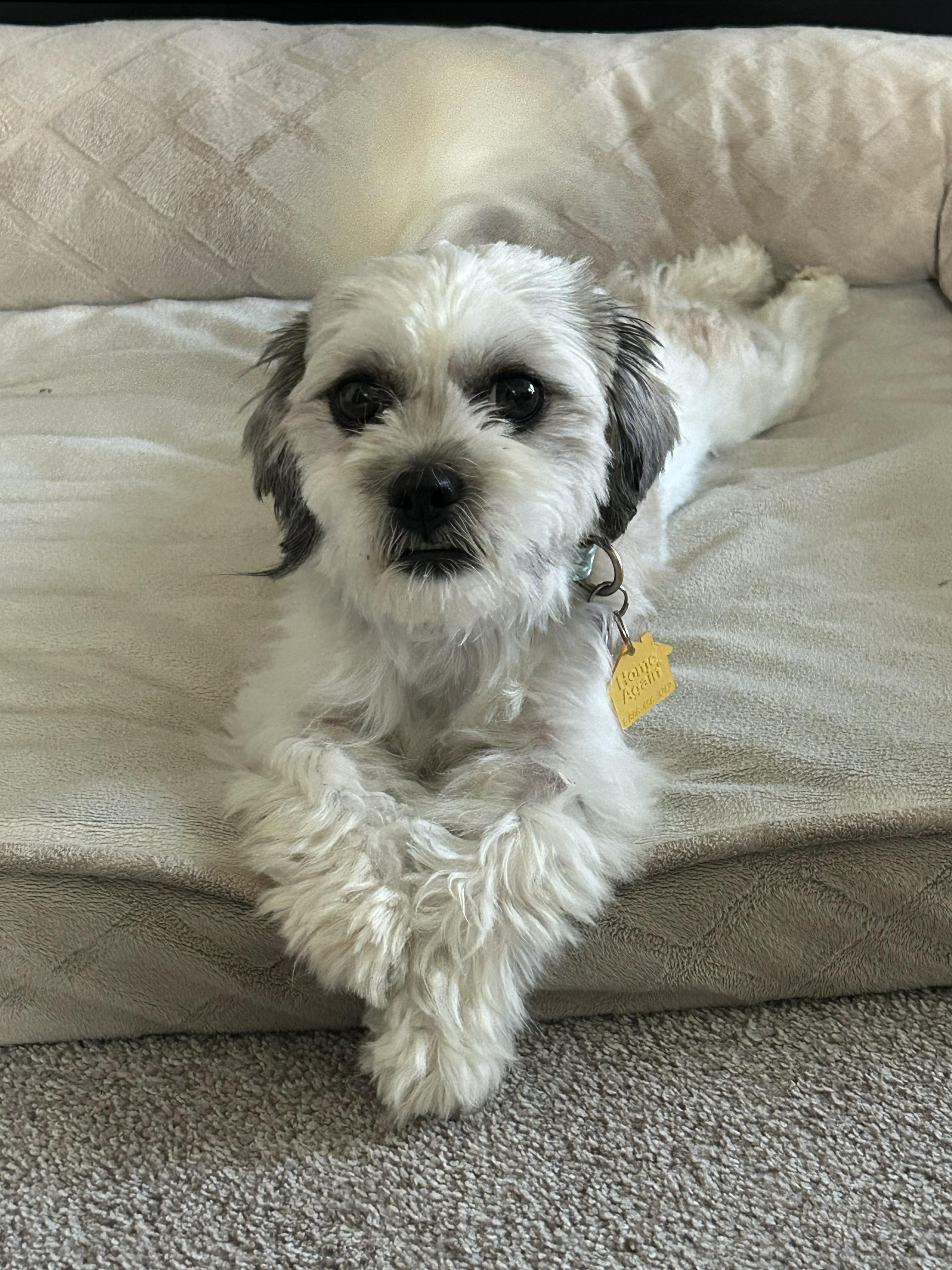 Enlarge Abby, an adopted Shih Tzu in Plano, TX image 3/5