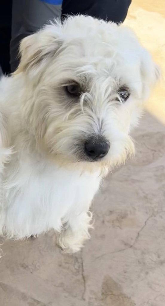 Milo, Adopted, Puppy Male Maltese.