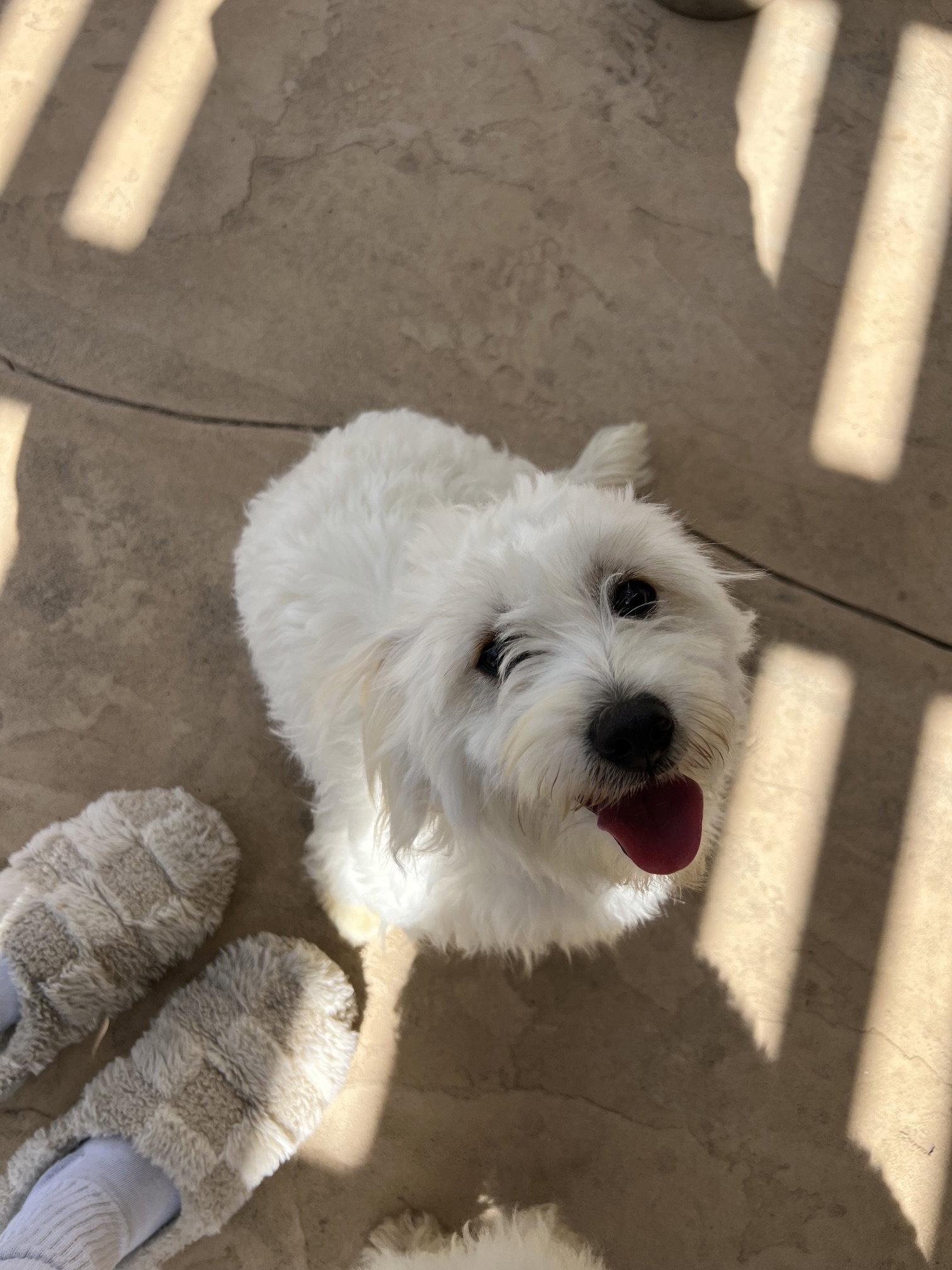 Enlarge Milo, a Adopted Maltese in San Diego, CA image 2/3