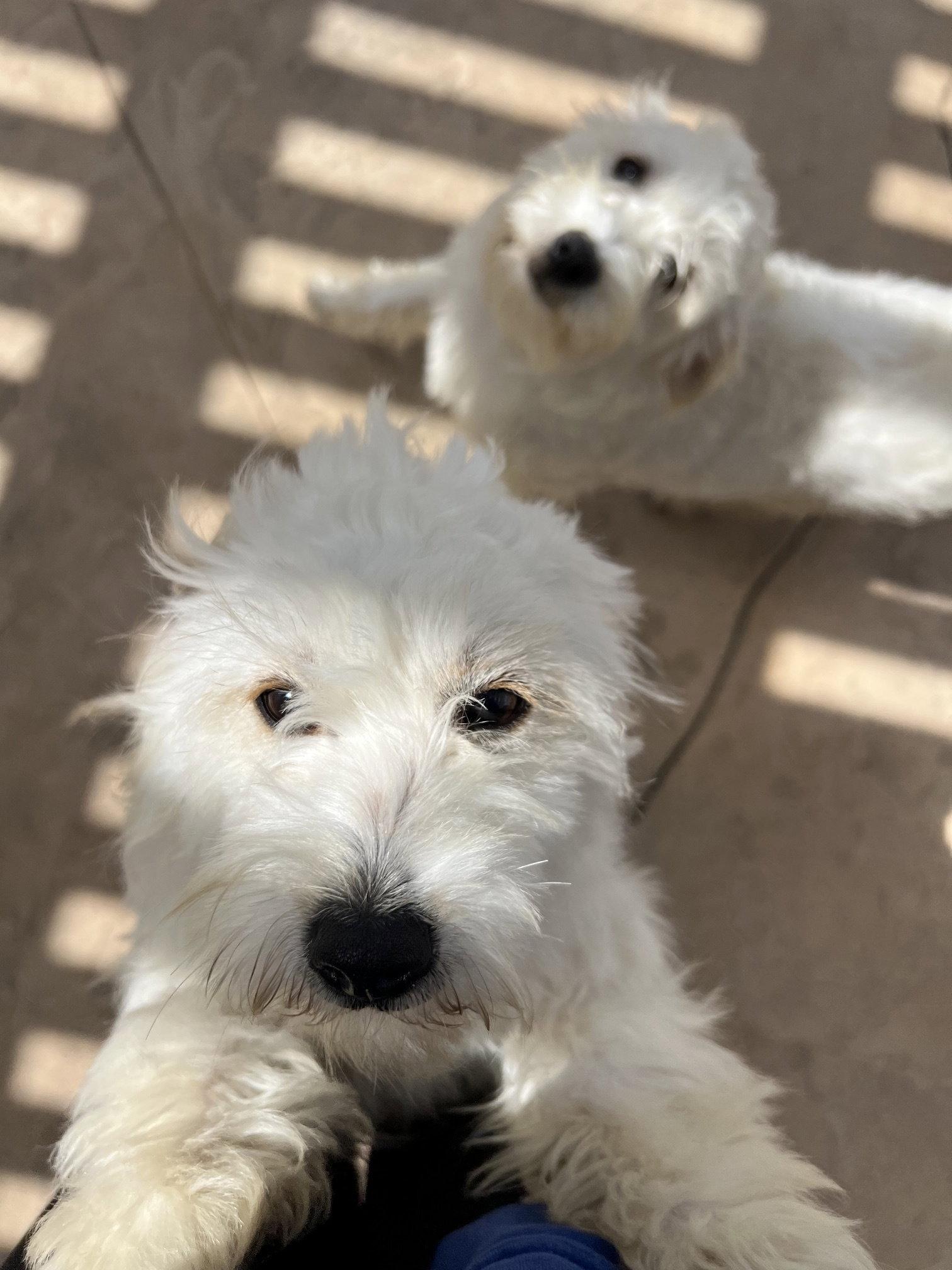 Enlarge Milo, a Adopted Maltese in San Diego, CA image 3/3