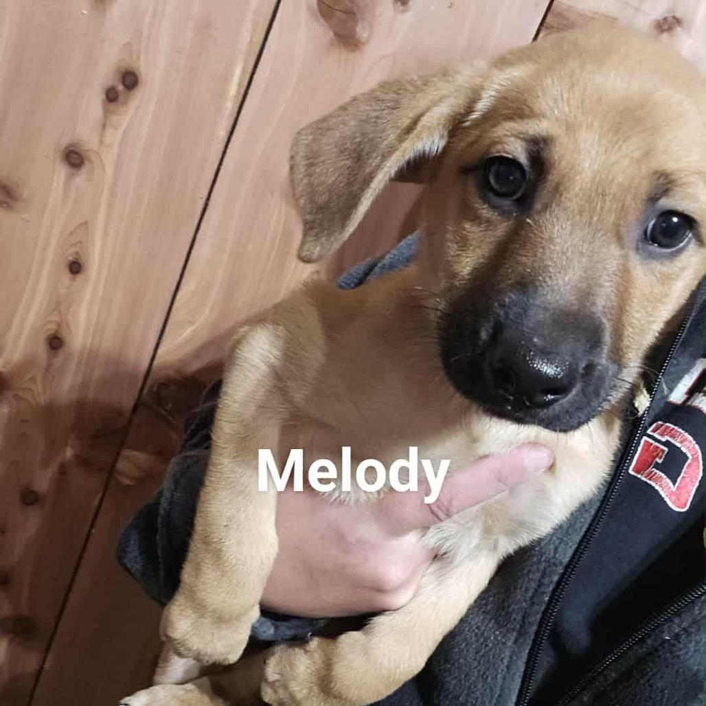 Melody, Adoptable, Puppy Female Mixed Breed.