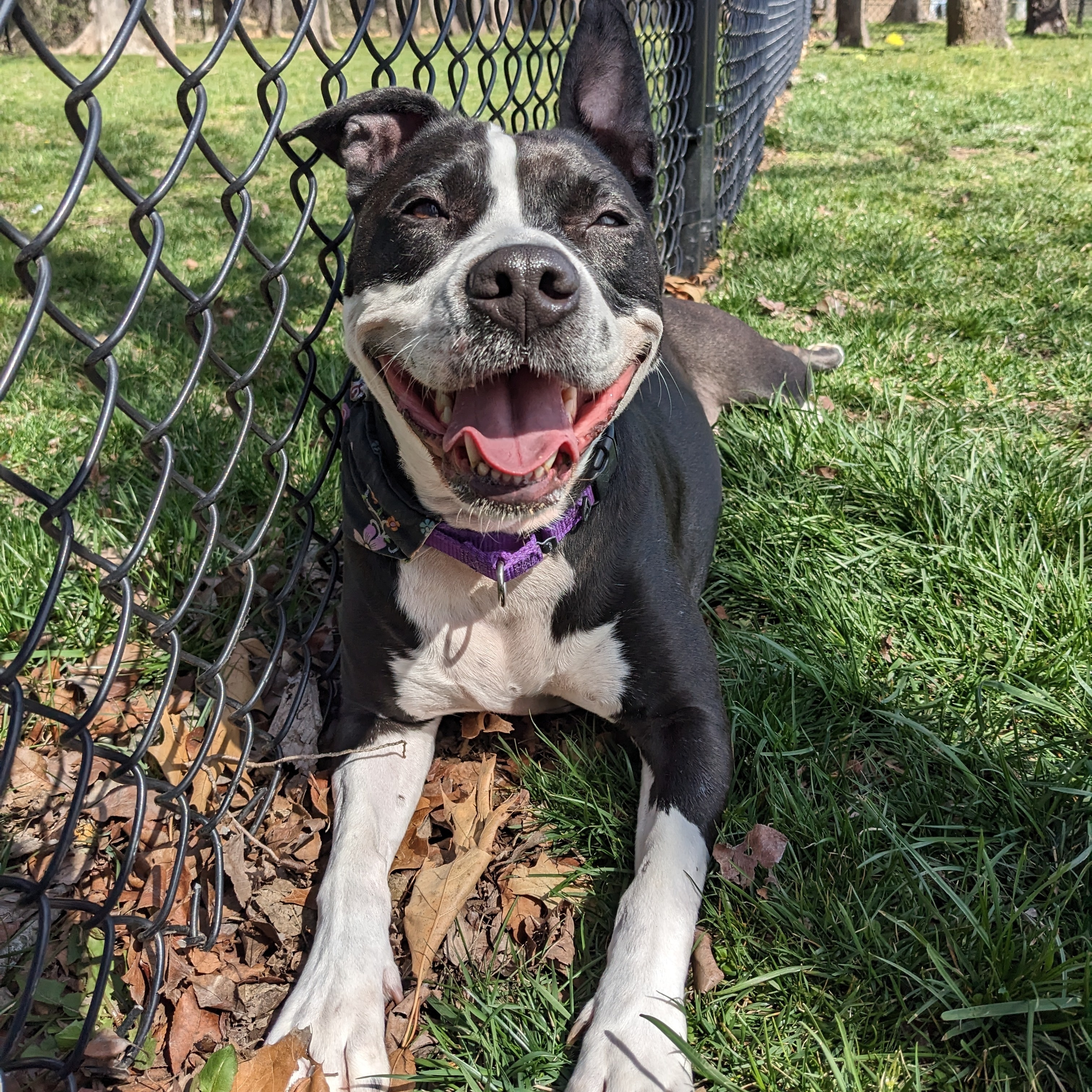 Shyla, an adoptable Pit Bull Terrier, Terrier in Springfield, MO, 65803 | Photo Image 4