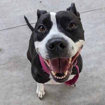 Shyla, an adoptable Pit Bull Terrier, Terrier in Springfield, MO, 65803 | Photo Image 5