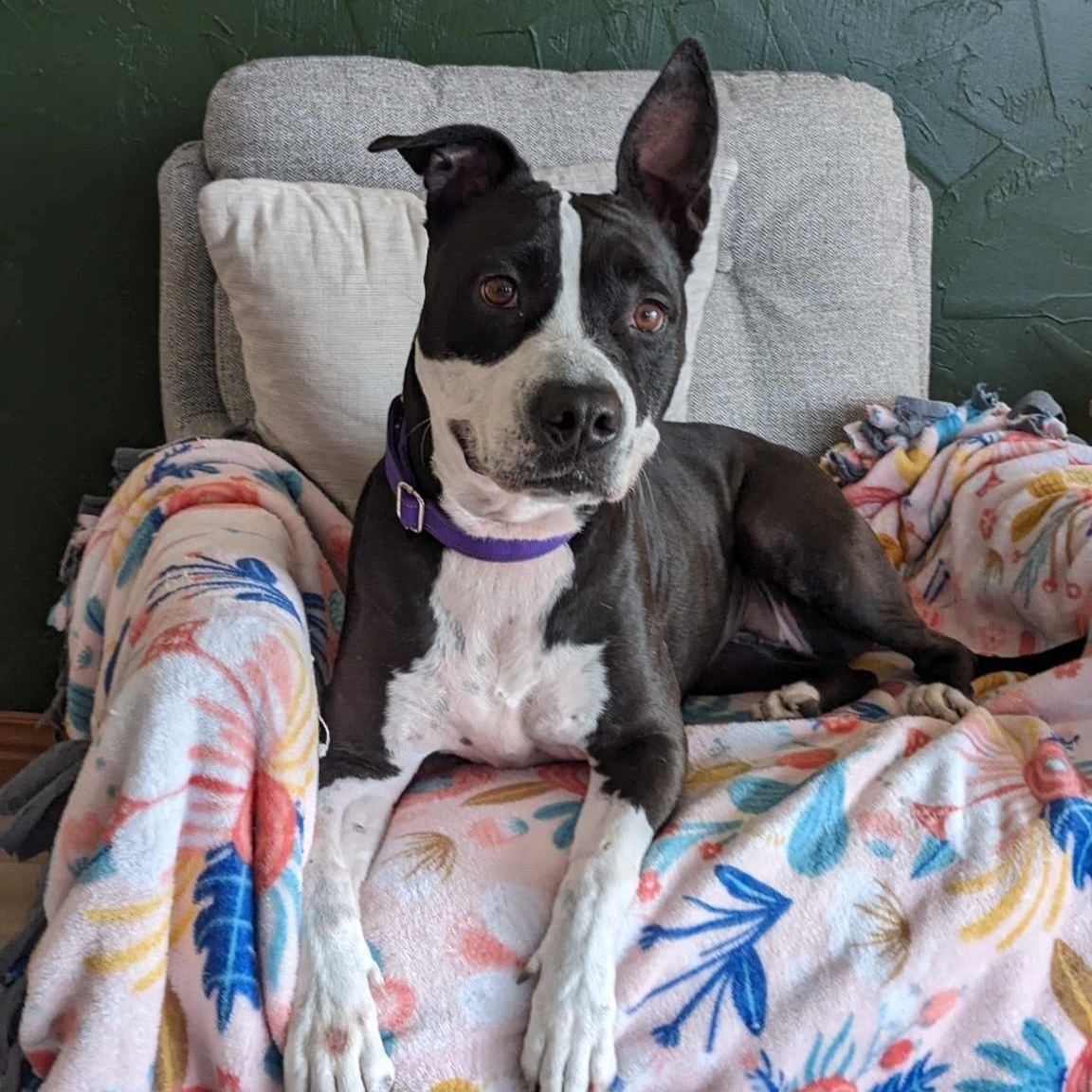 Shyla, an adoptable Pit Bull Terrier, Terrier in Springfield, MO, 65803 | Photo Image 3