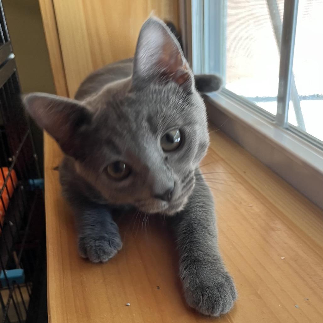 Enlarge Jesse - No Band (Gate-14), a Adoptable Domestic Short Hair in Blairsville, GA image 1/3