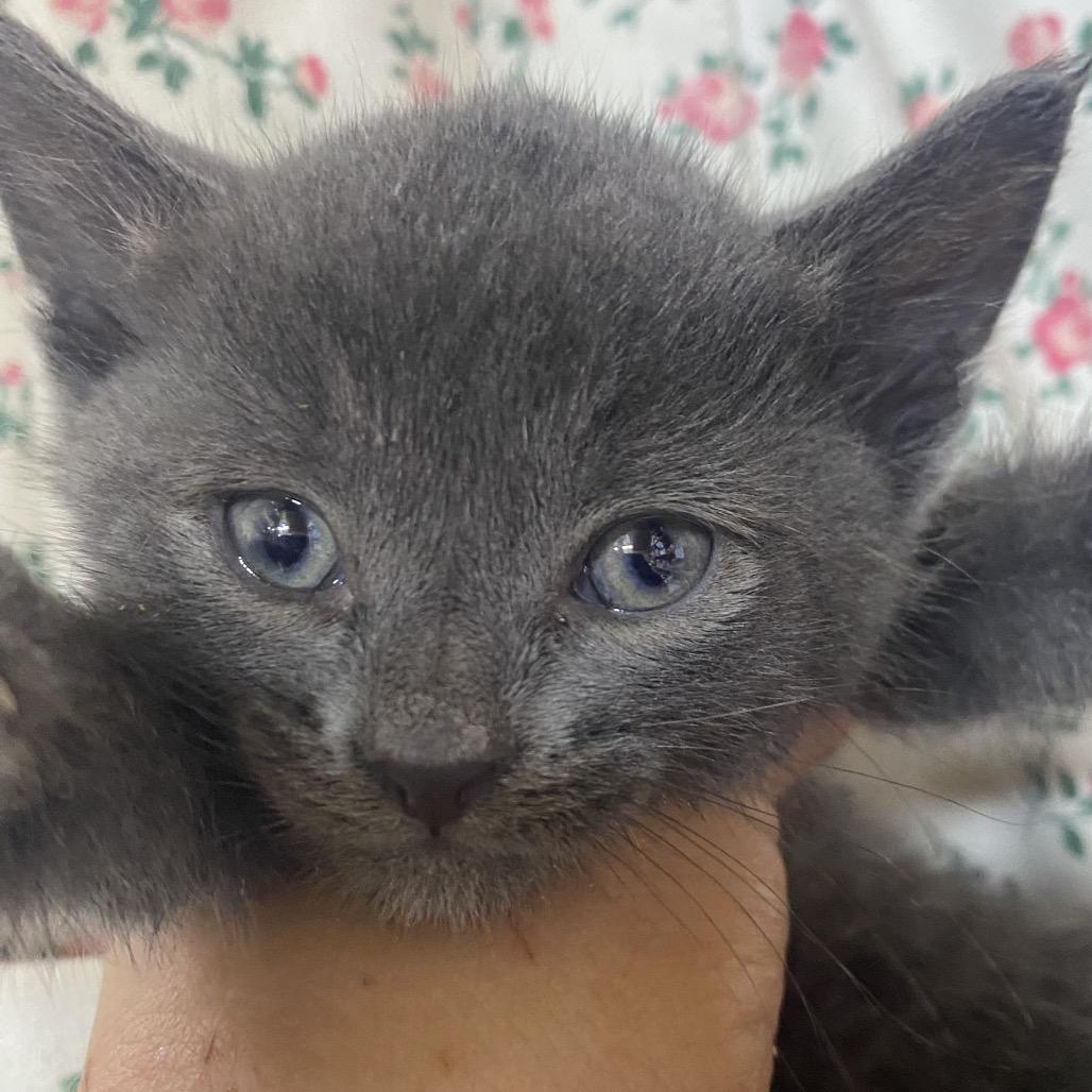 Enlarge Jesse - No Band (Gate-14), a Adoptable Domestic Short Hair in Blairsville, GA image 2/3