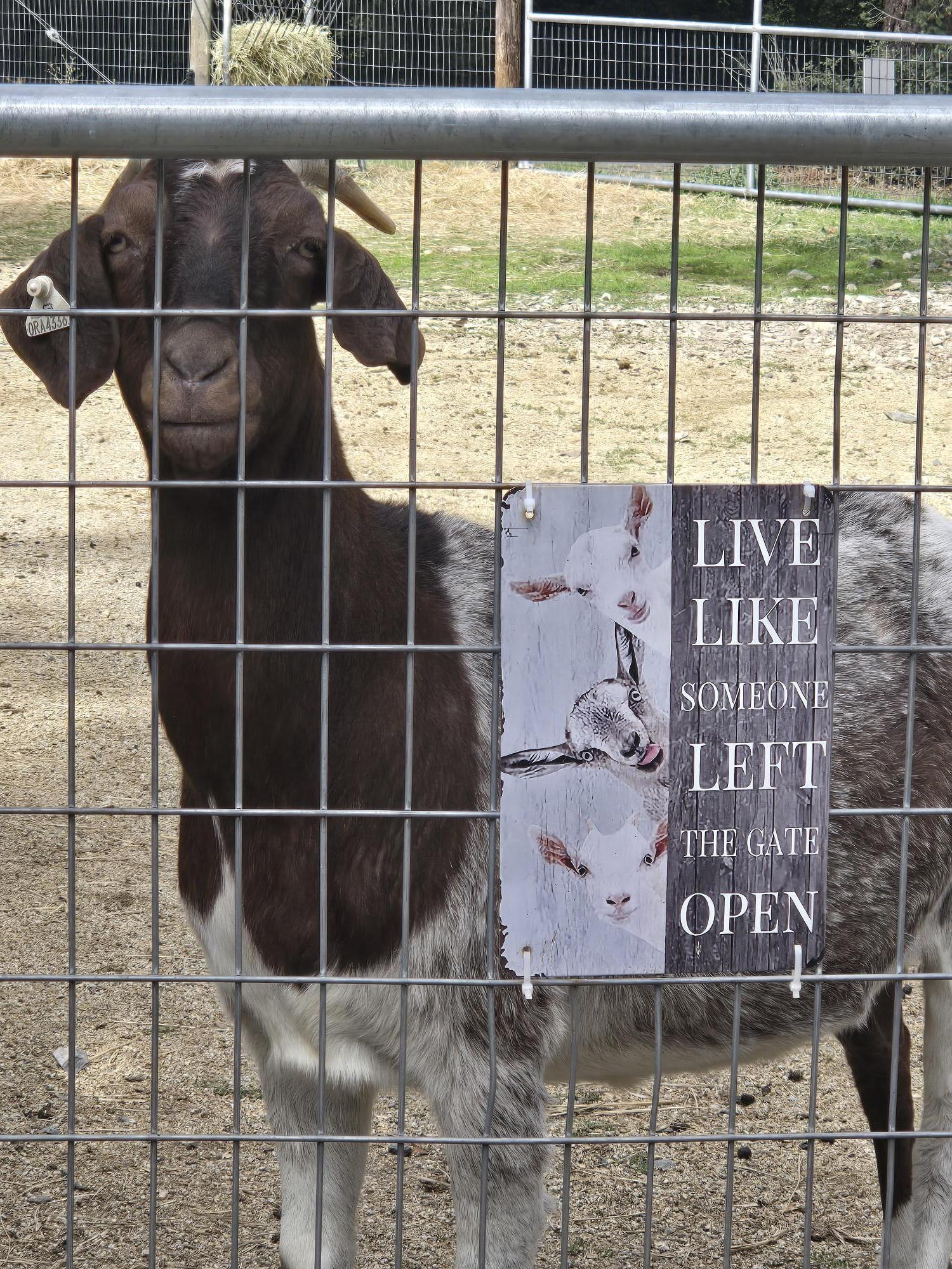 Nibbler, Adoptable, Adult Female Nubian & Goat.