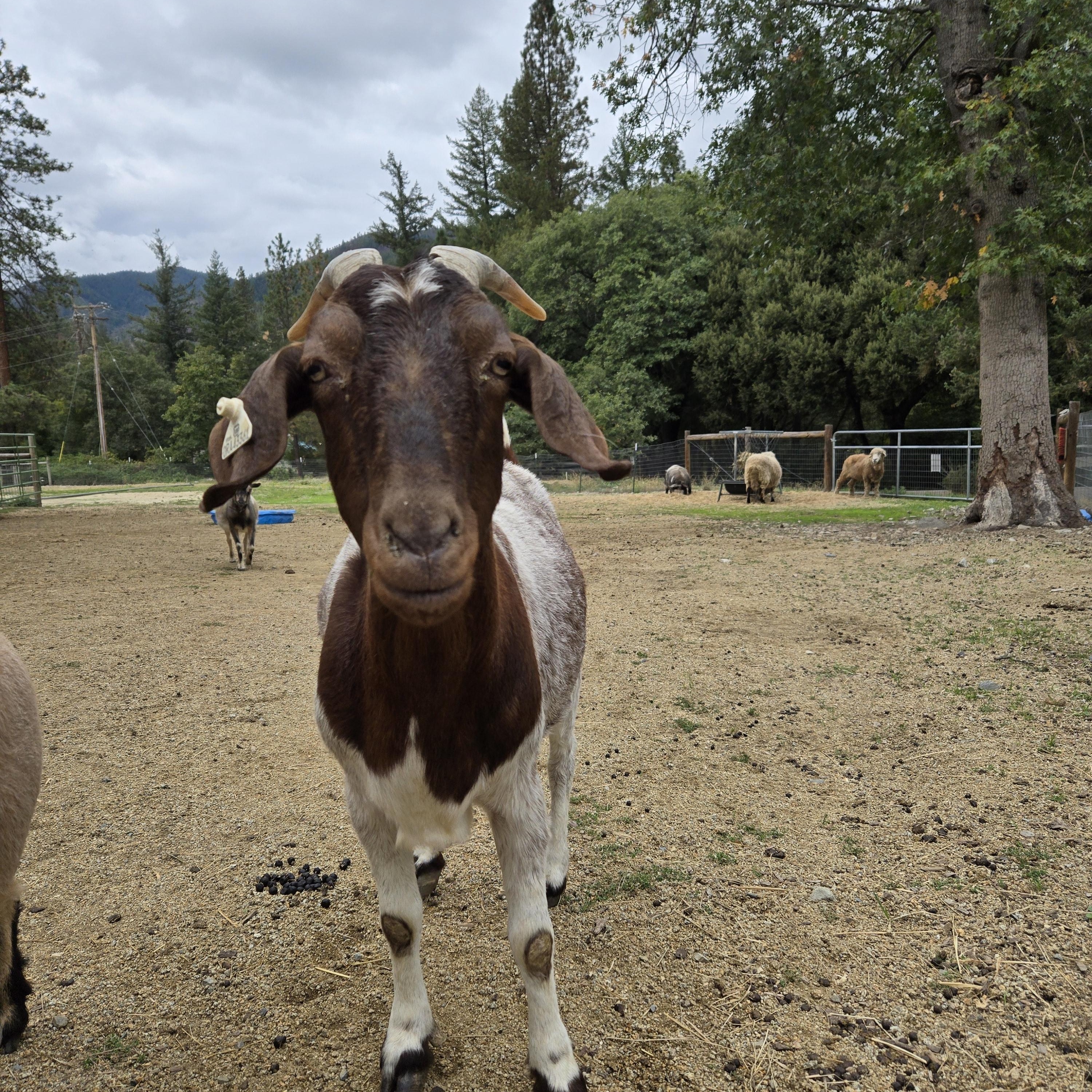 Nibbler, a Adoptable mixed breed in Jacksonville, OR image 2/2