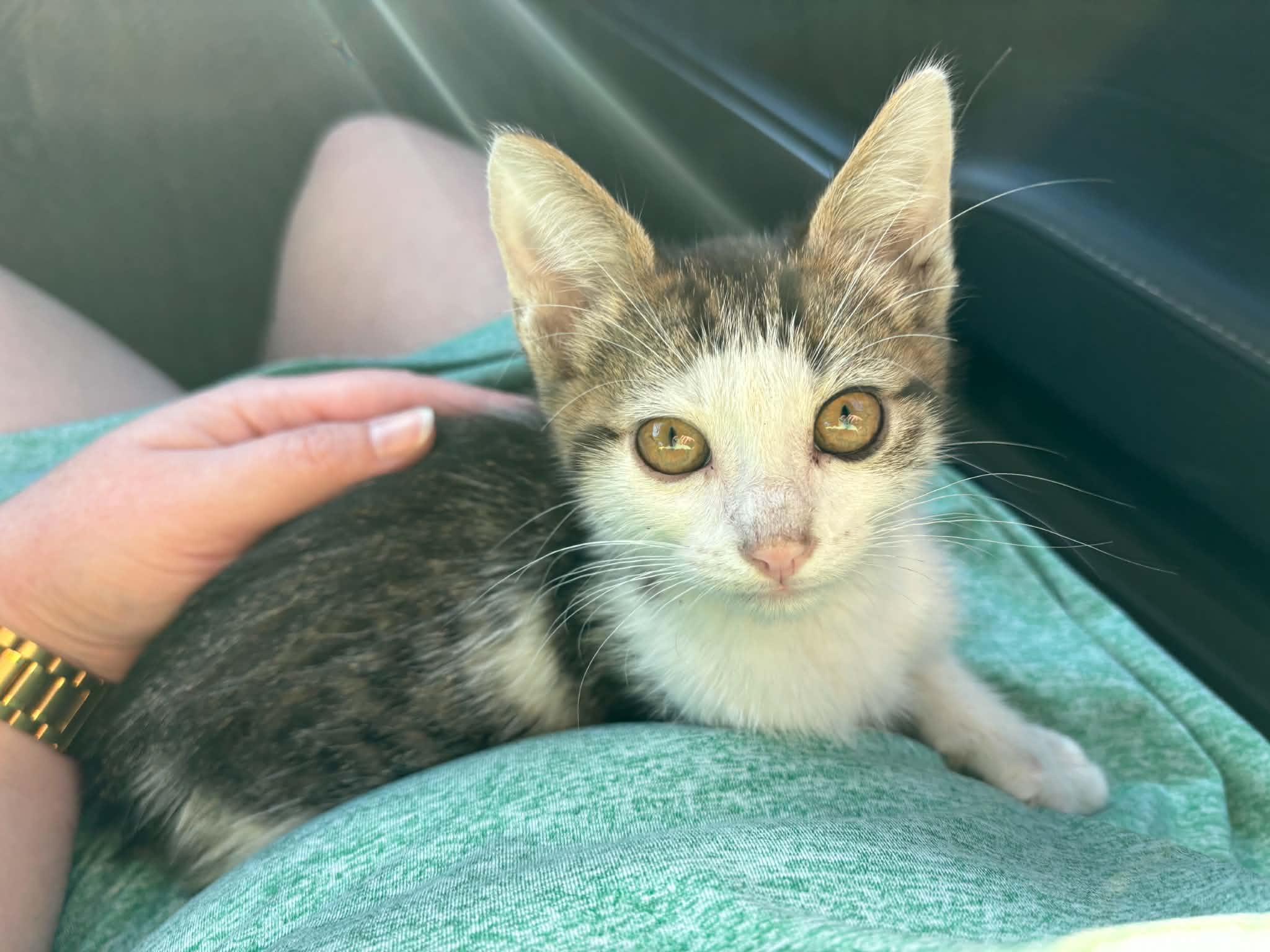 Enlarge Edward INDOOR ONLY, a Adopted mixed breed in Jackson, CA image 2/2