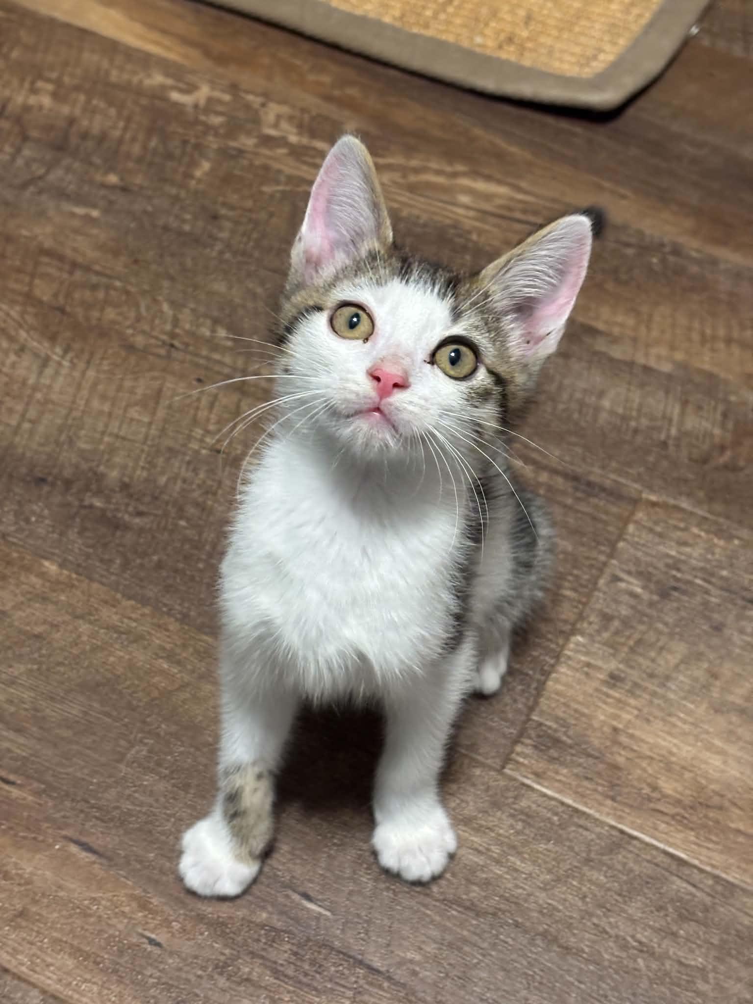 Edward INDOOR ONLY, Adopted, Kitten Male Domestic Short Hair.
