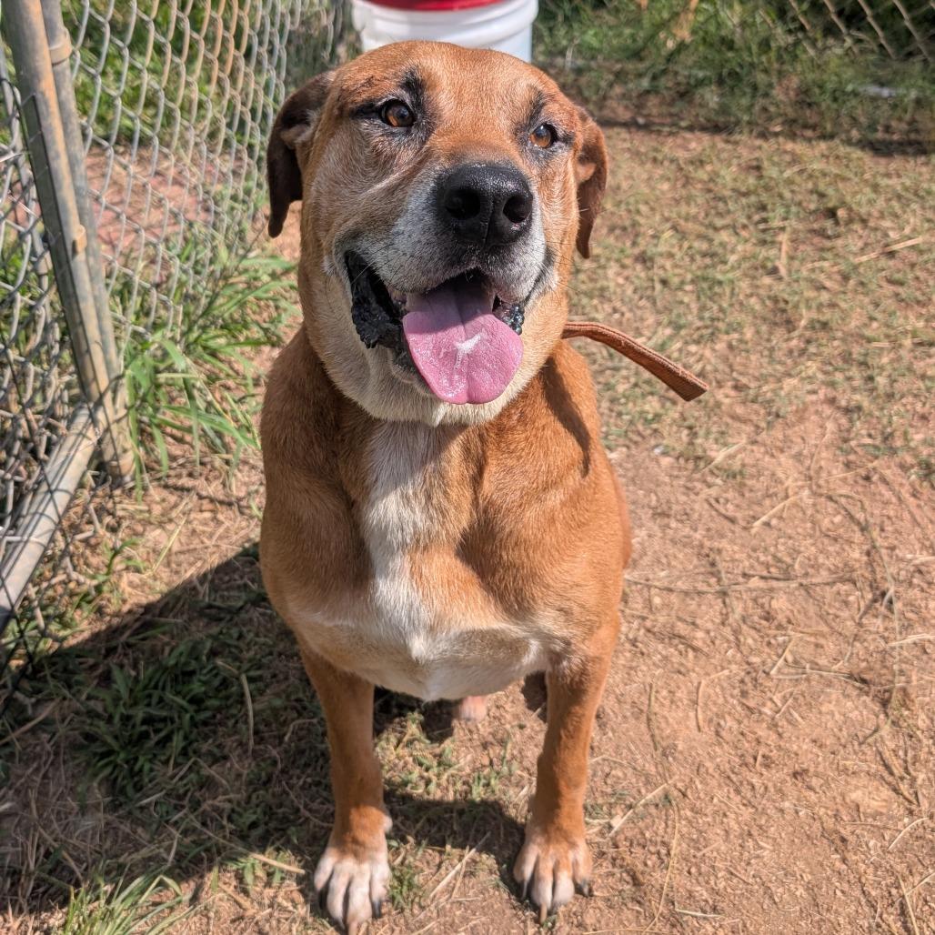 Jethro, Adoptable, Senior Male Mixed Breed.