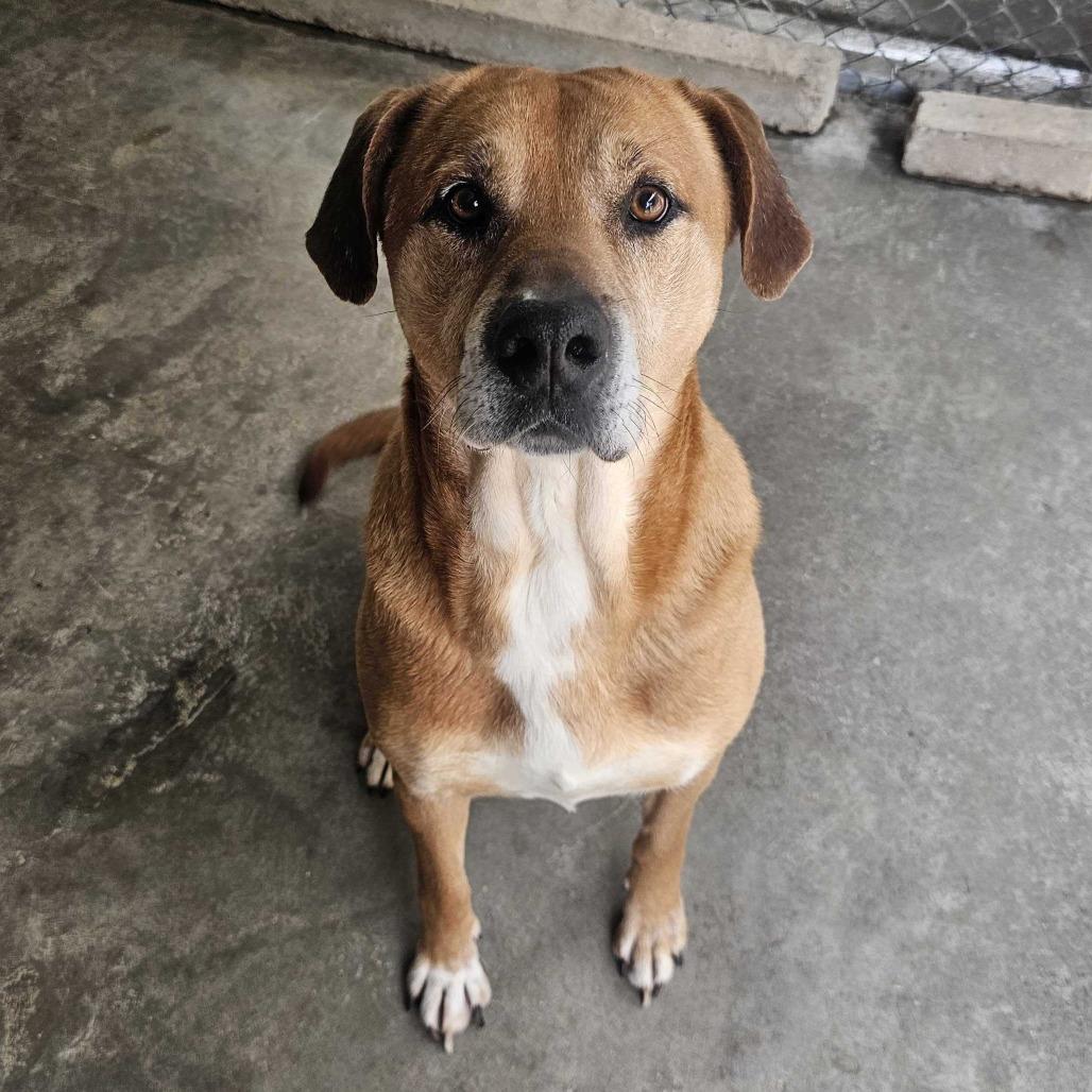 Enlarge Jethro, a Adoptable Mixed Breed in Jefferson city, TN image 2/5