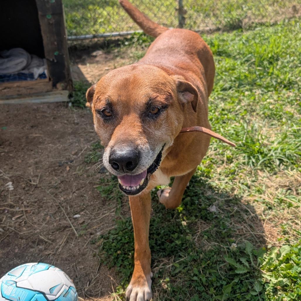 Enlarge Jethro, a Adoptable Mixed Breed in Jefferson city, TN image 3/5