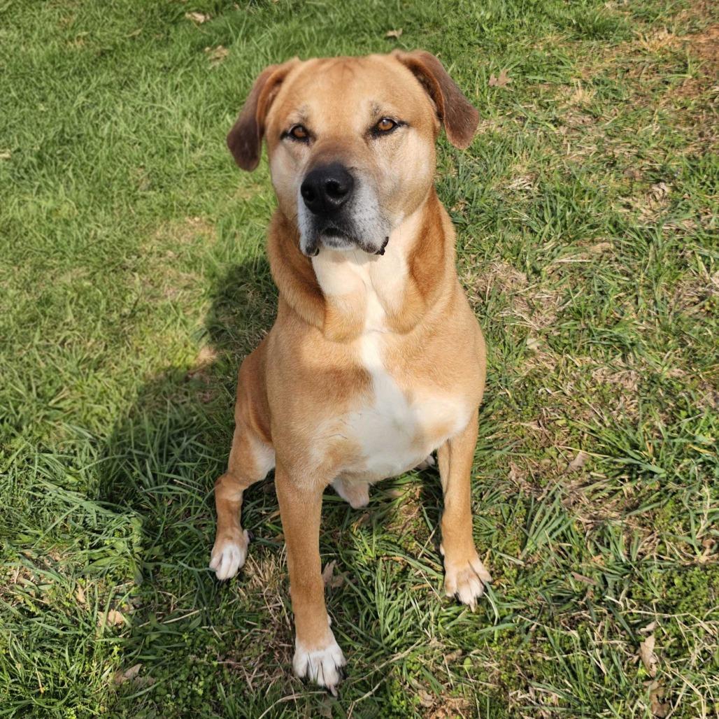 Enlarge Jethro, a Adoptable Mixed Breed in Jefferson city, TN image 4/5