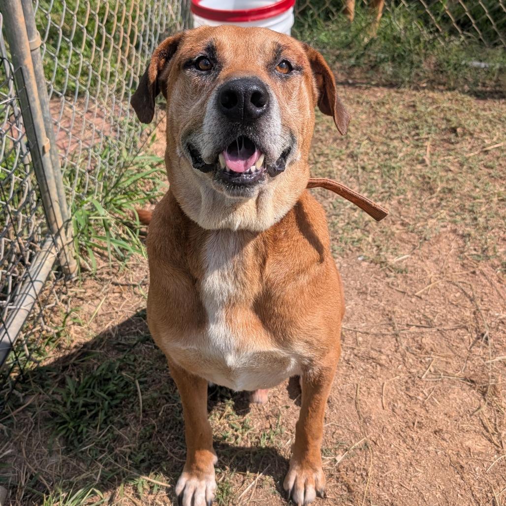 Enlarge Jethro, a Adoptable Mixed Breed in Jefferson city, TN image 5/5