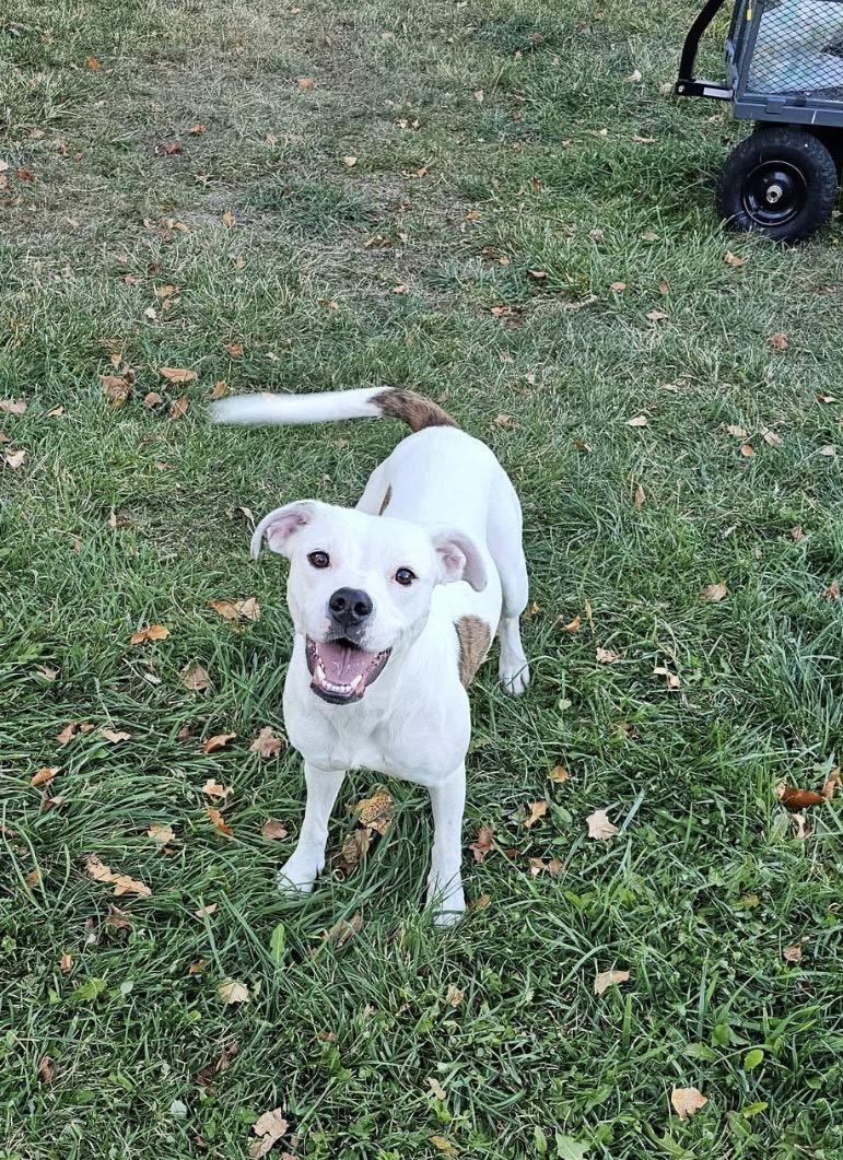 Enlarge Stella, a ADOPTABLE mixed breed in Elizabeth, CO image 1/2