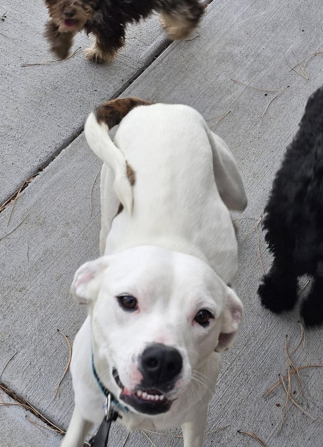 Enlarge Stella, a ADOPTABLE mixed breed in Elizabeth, CO image 2/2