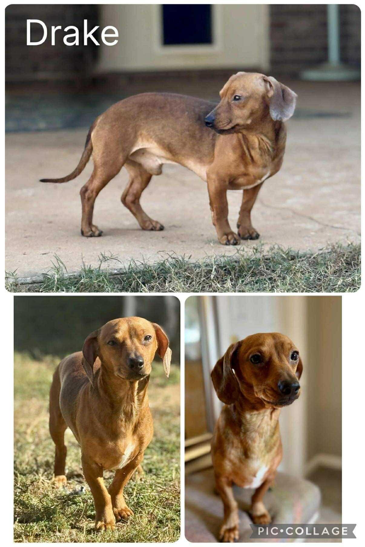 Drake, Adoptable, Adult Male Dachshund.