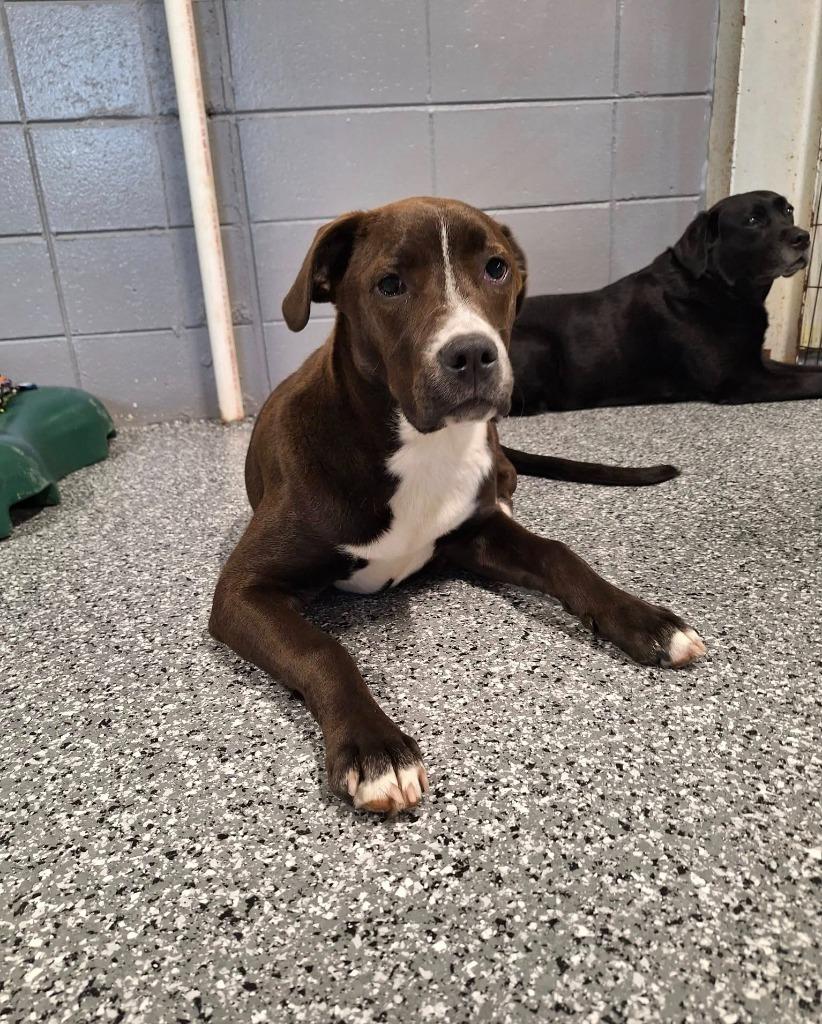 Quartz, Adoptable, Puppy Female Mixed Breed.