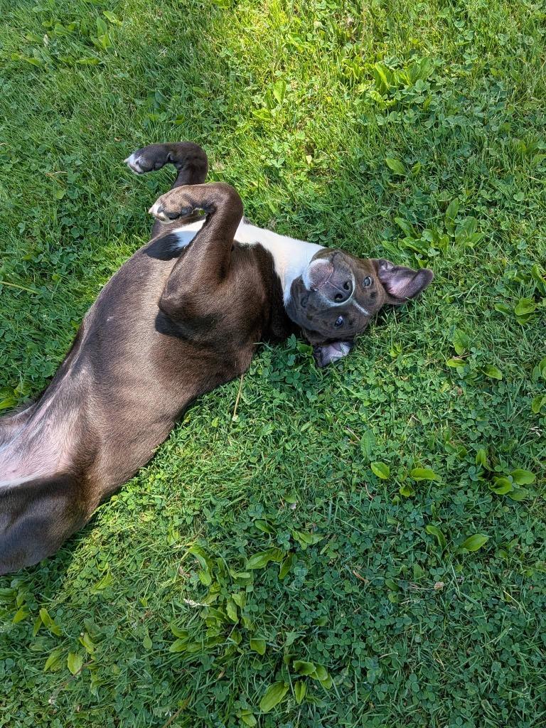 Quartz, a Adoptable mixed breed in Fond Du Lac, WI image 2/6