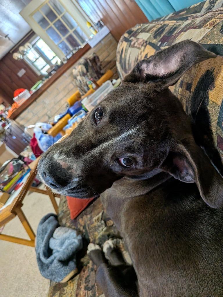 Quartz, a Adoptable mixed breed in Fond Du Lac, WI image 3/6