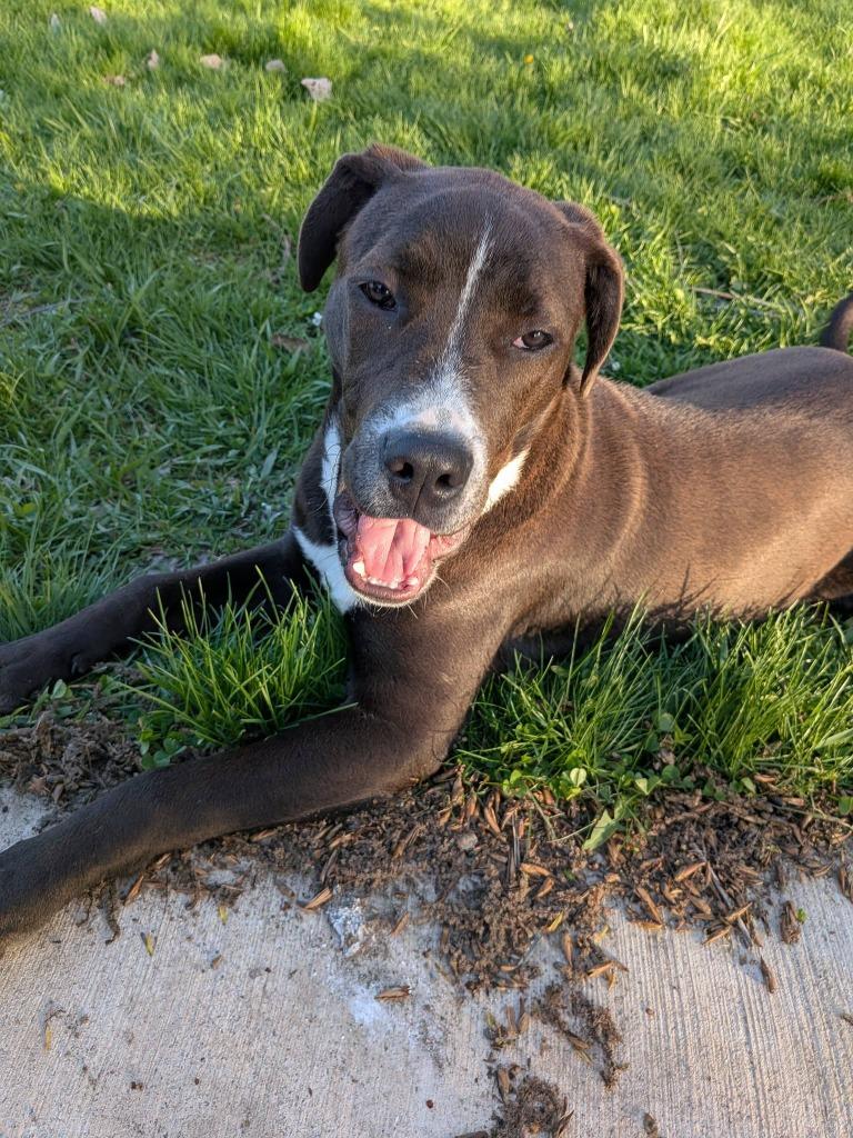 Quartz, a Adoptable mixed breed in Fond Du Lac, WI image 4/6