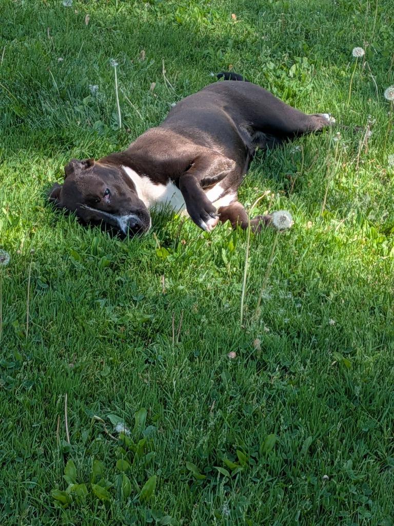 Quartz, a Adoptable mixed breed in Fond Du Lac, WI image 5/6