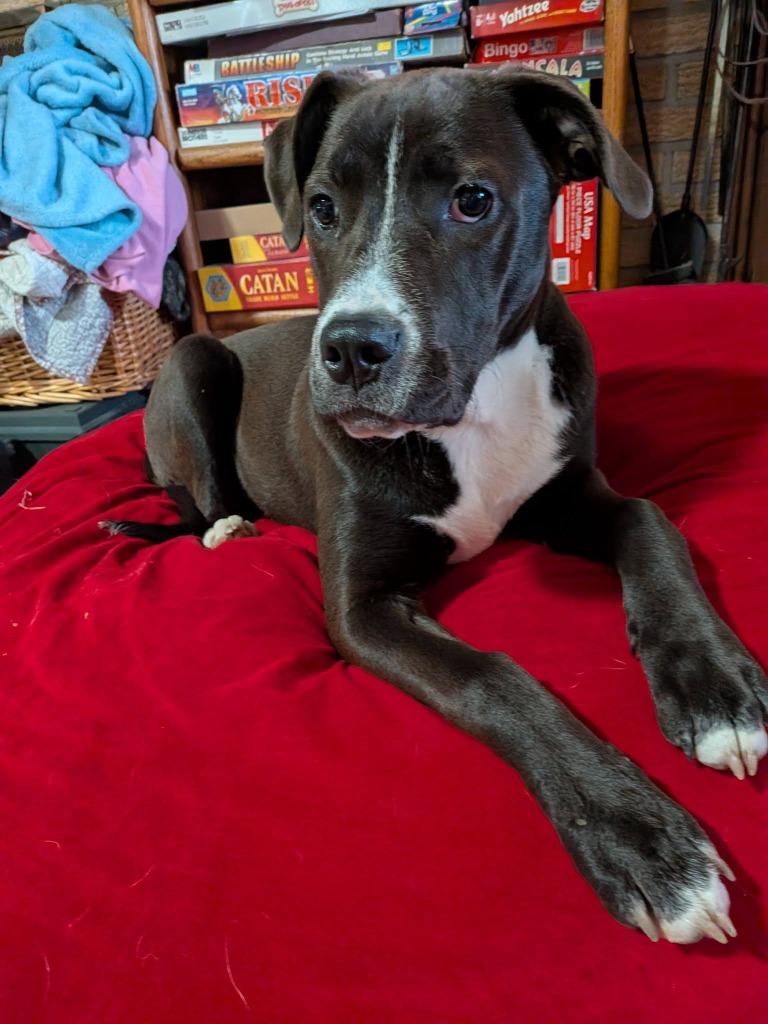 Quartz, a Adoptable mixed breed in Fond Du Lac, WI image 6/6