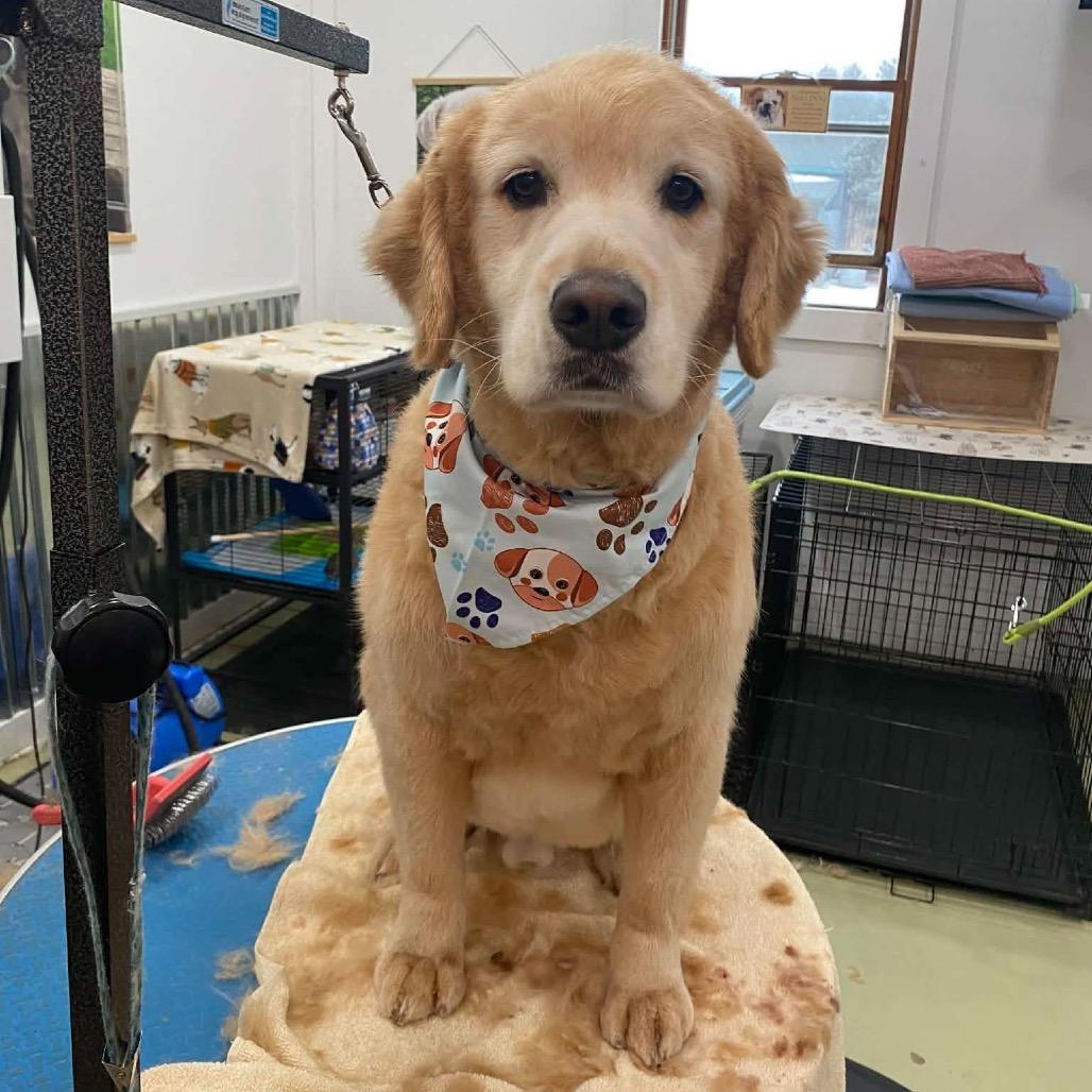 Enlarge Odie, a Adoptable Golden Retriever in Ferndale, MI image 1/5