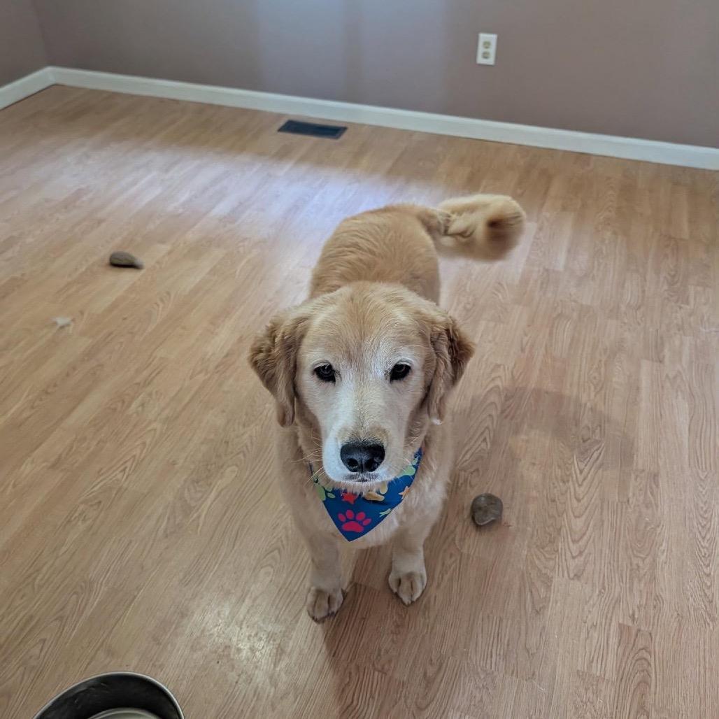 Enlarge Odie, a Adoptable Golden Retriever in Ferndale, MI image 2/5