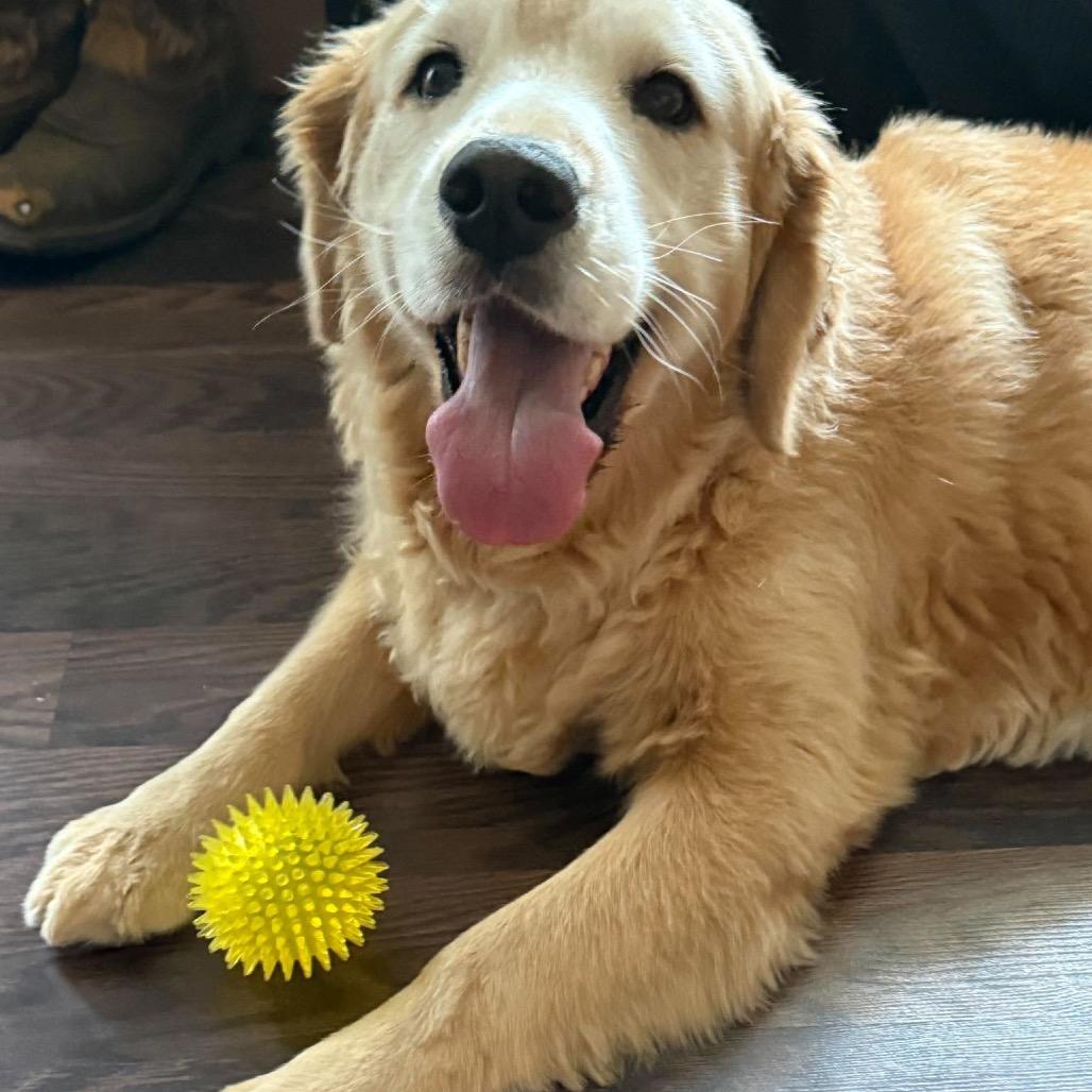 Enlarge Odie, a Adoptable Golden Retriever in Ferndale, MI image 4/5