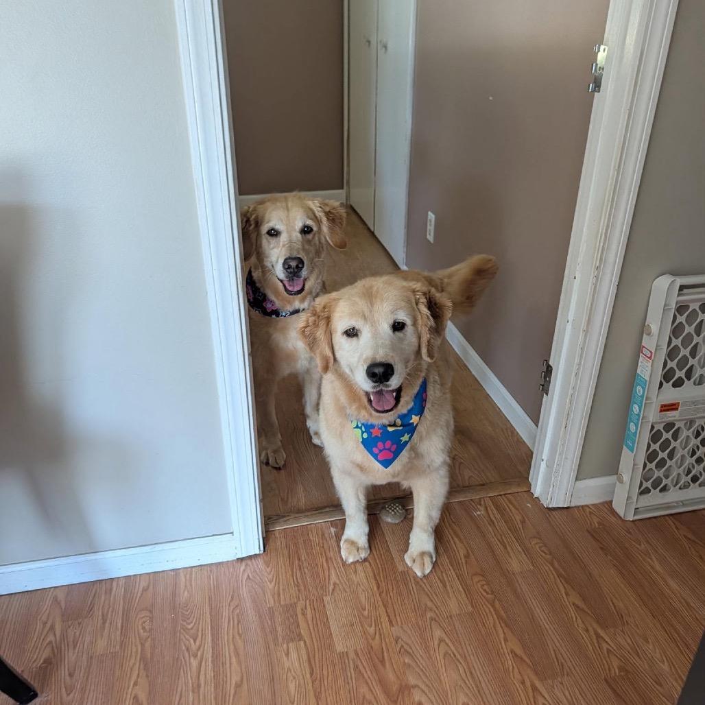 Enlarge Odie, a Adoptable Golden Retriever in Ferndale, MI image 5/5