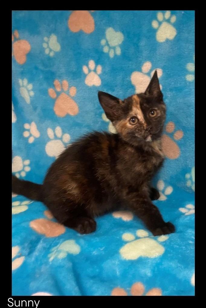 Enlarge Sunny, a Adopted mixed breed in Chino Valley, AZ image 2/2