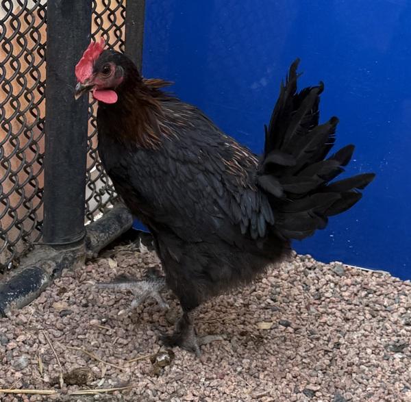 Enlarge Rooster, a Adoptable mixed breed in Golden, CO image 1/1