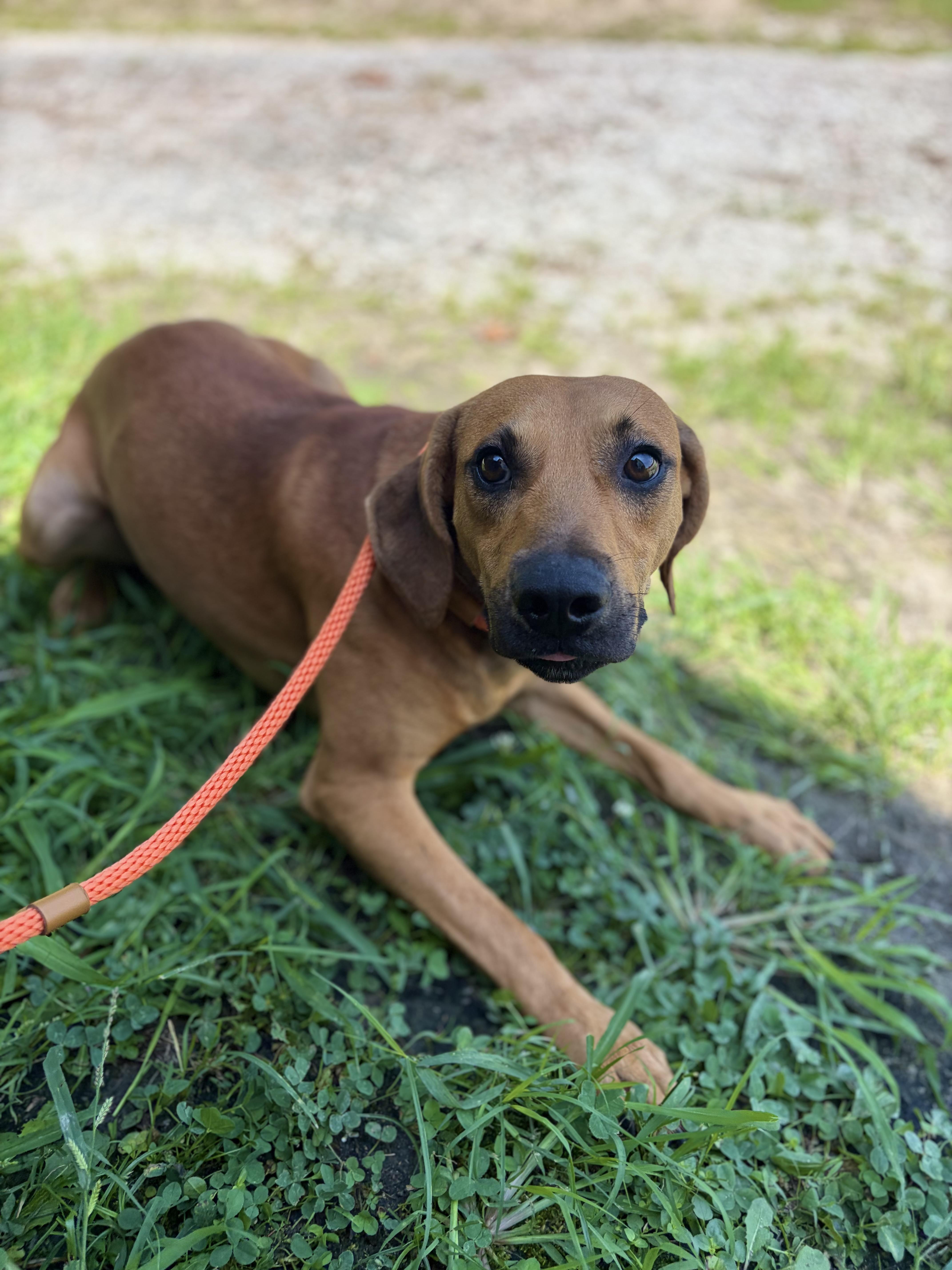 Repeat, a ADOPTABLE mixed breed in Winnsboro, SC image 6/6