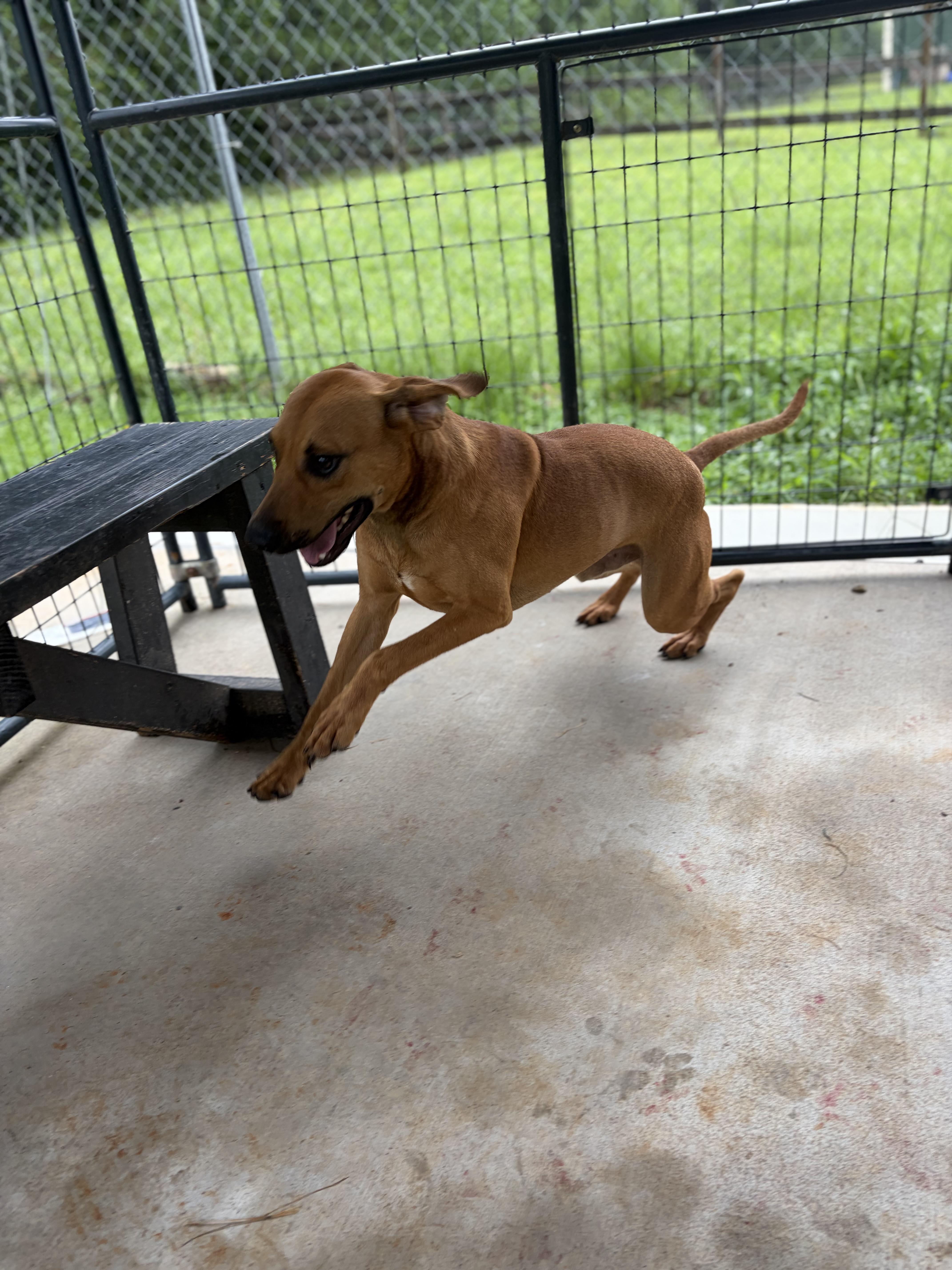 Repeat, a ADOPTABLE mixed breed in Winnsboro, SC image 5/6