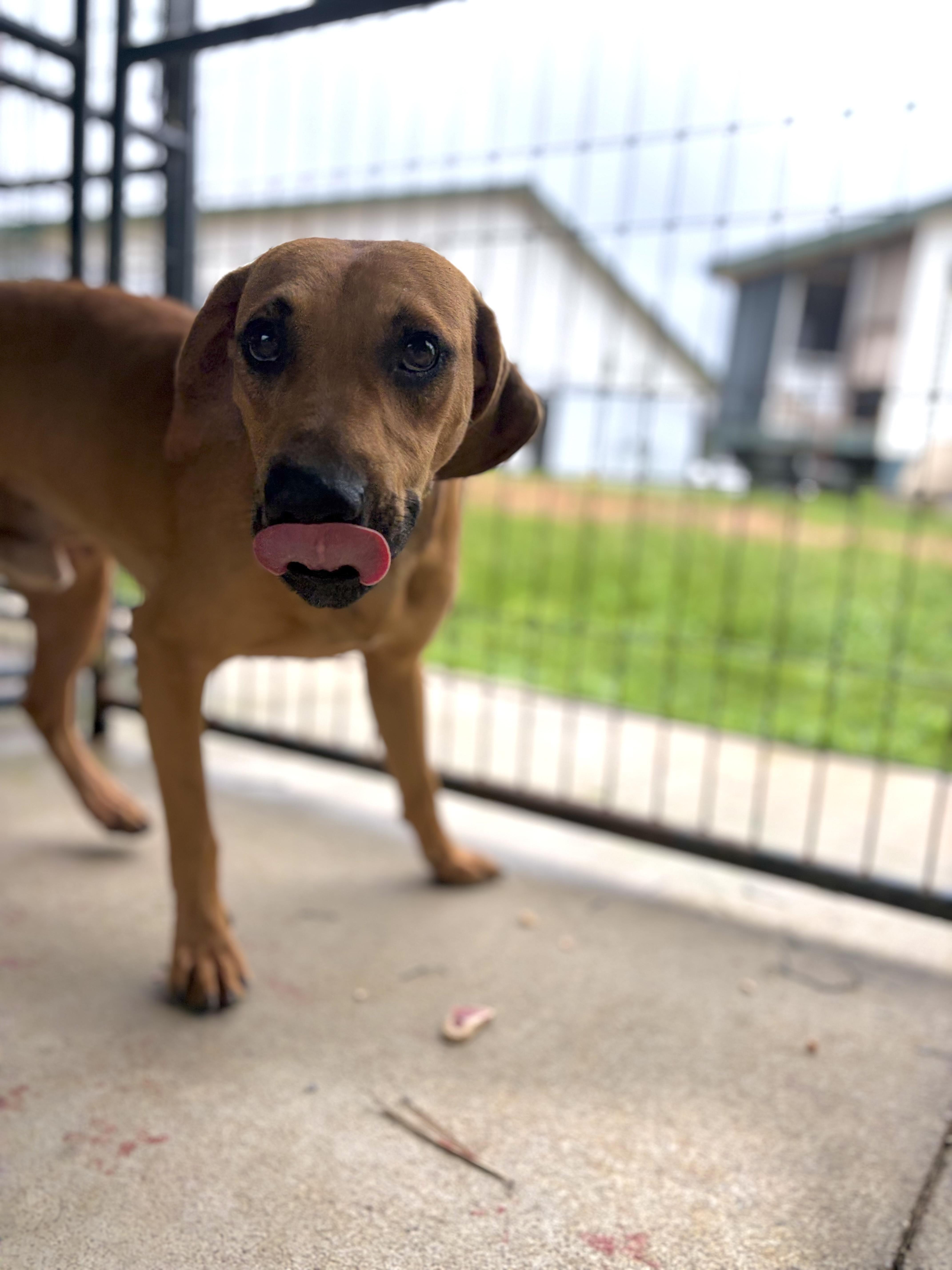 Repeat, a ADOPTABLE mixed breed in Winnsboro, SC image 3/6