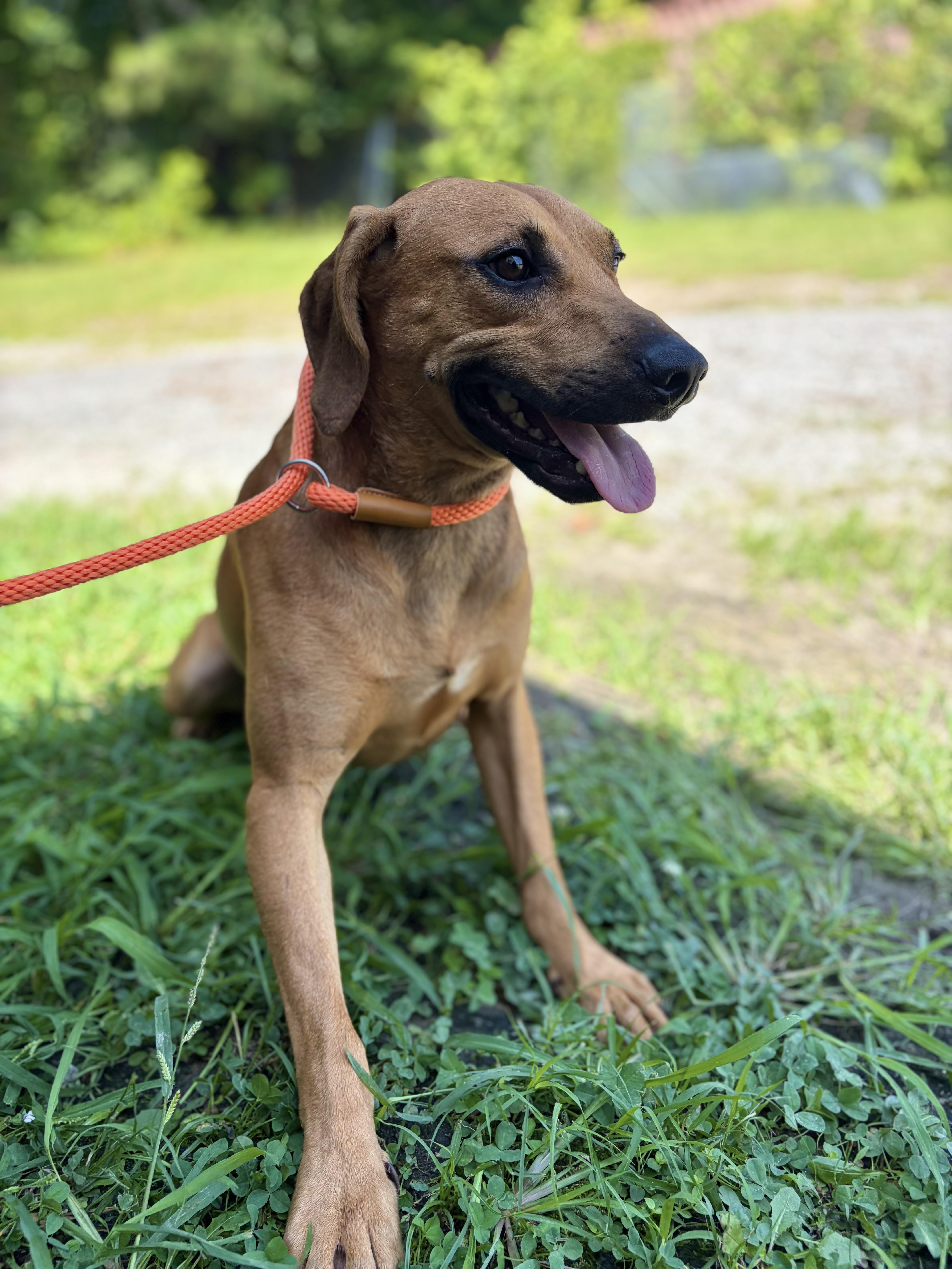 Repeat, ADOPTABLE, Adult Male Mixed Breed & Rhodesian Ridgeback.