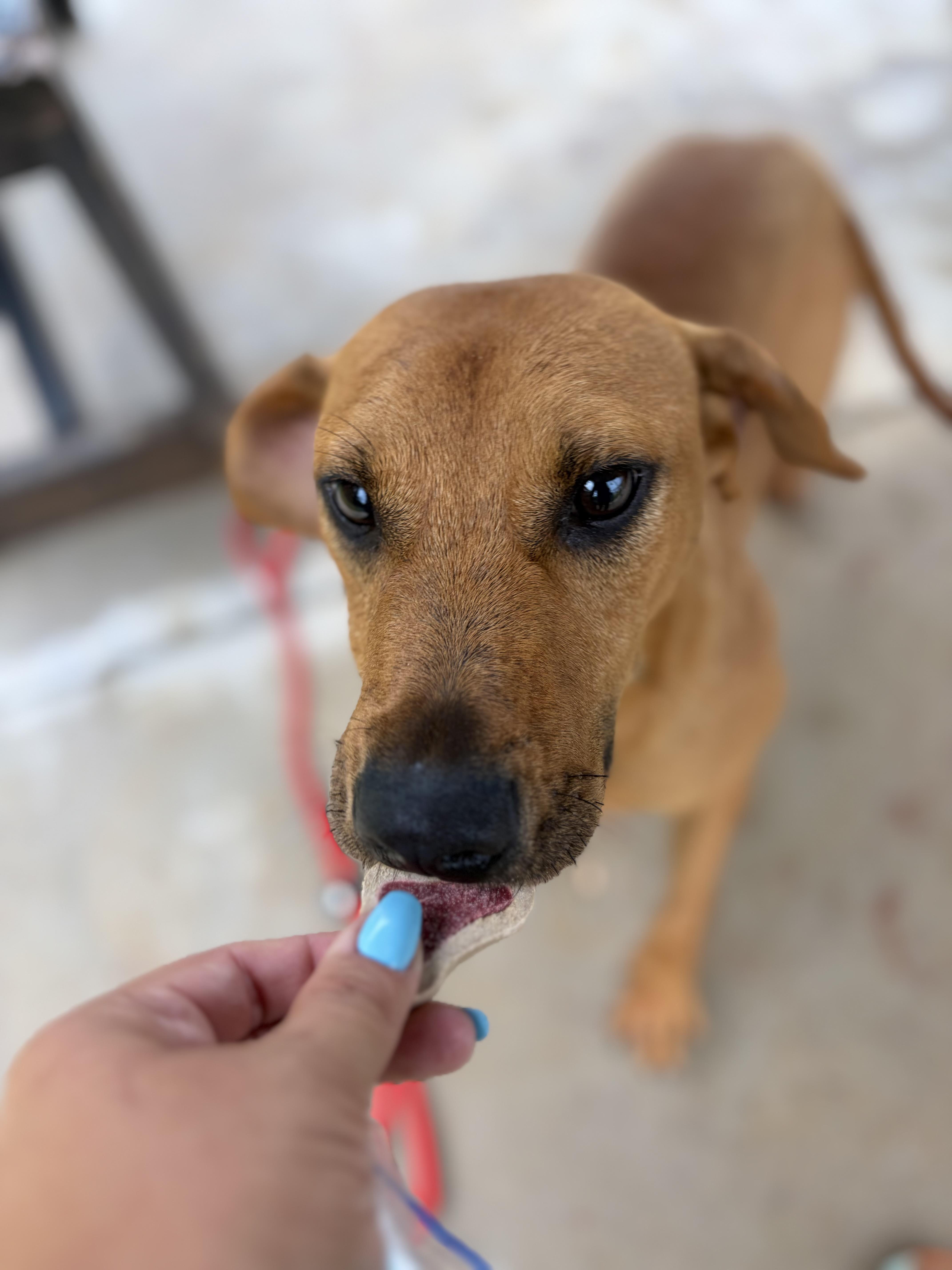 Repeat, a ADOPTABLE mixed breed in Winnsboro, SC image 4/6