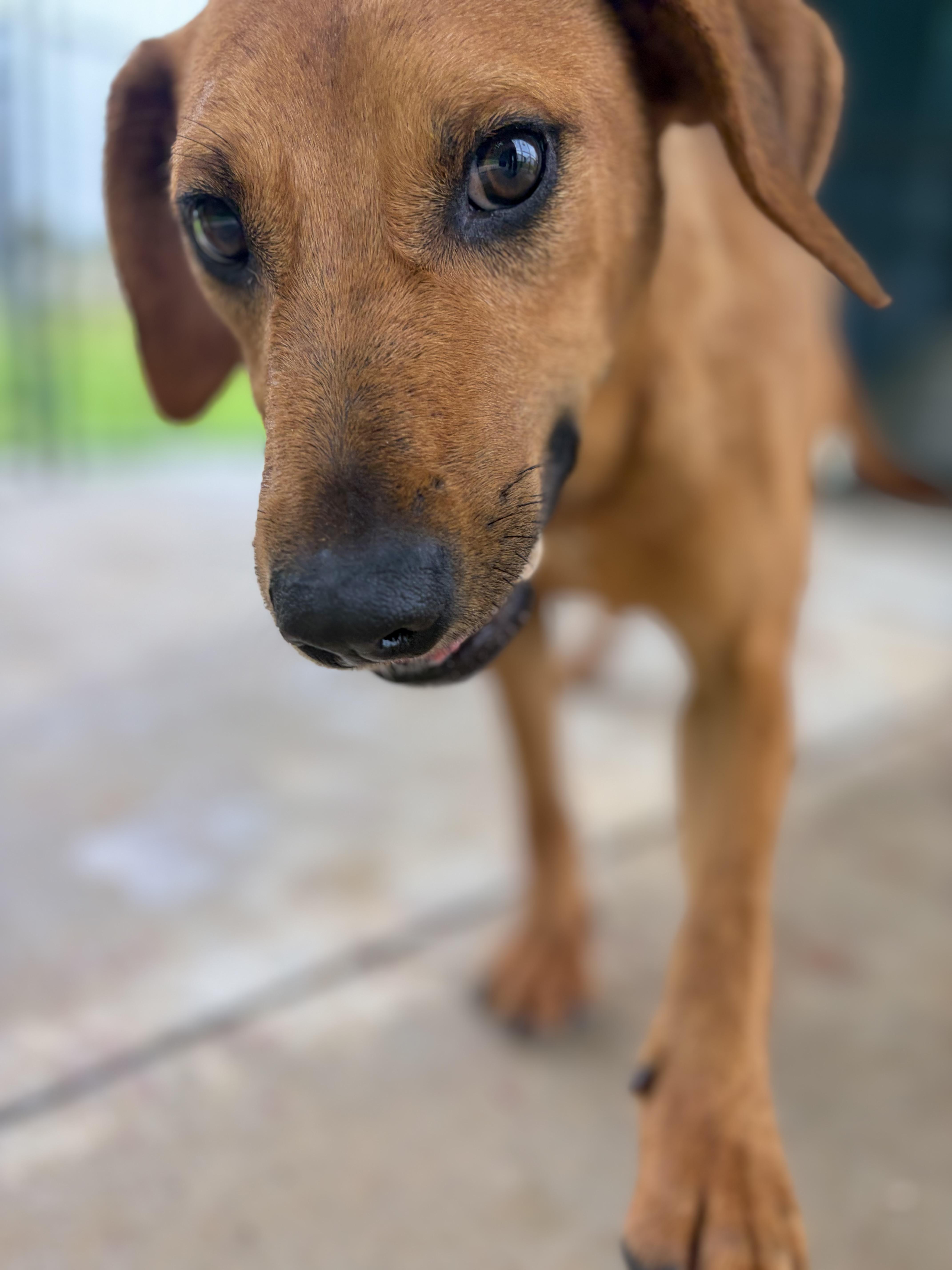 Repeat, a ADOPTABLE mixed breed in Winnsboro, SC image 2/6
