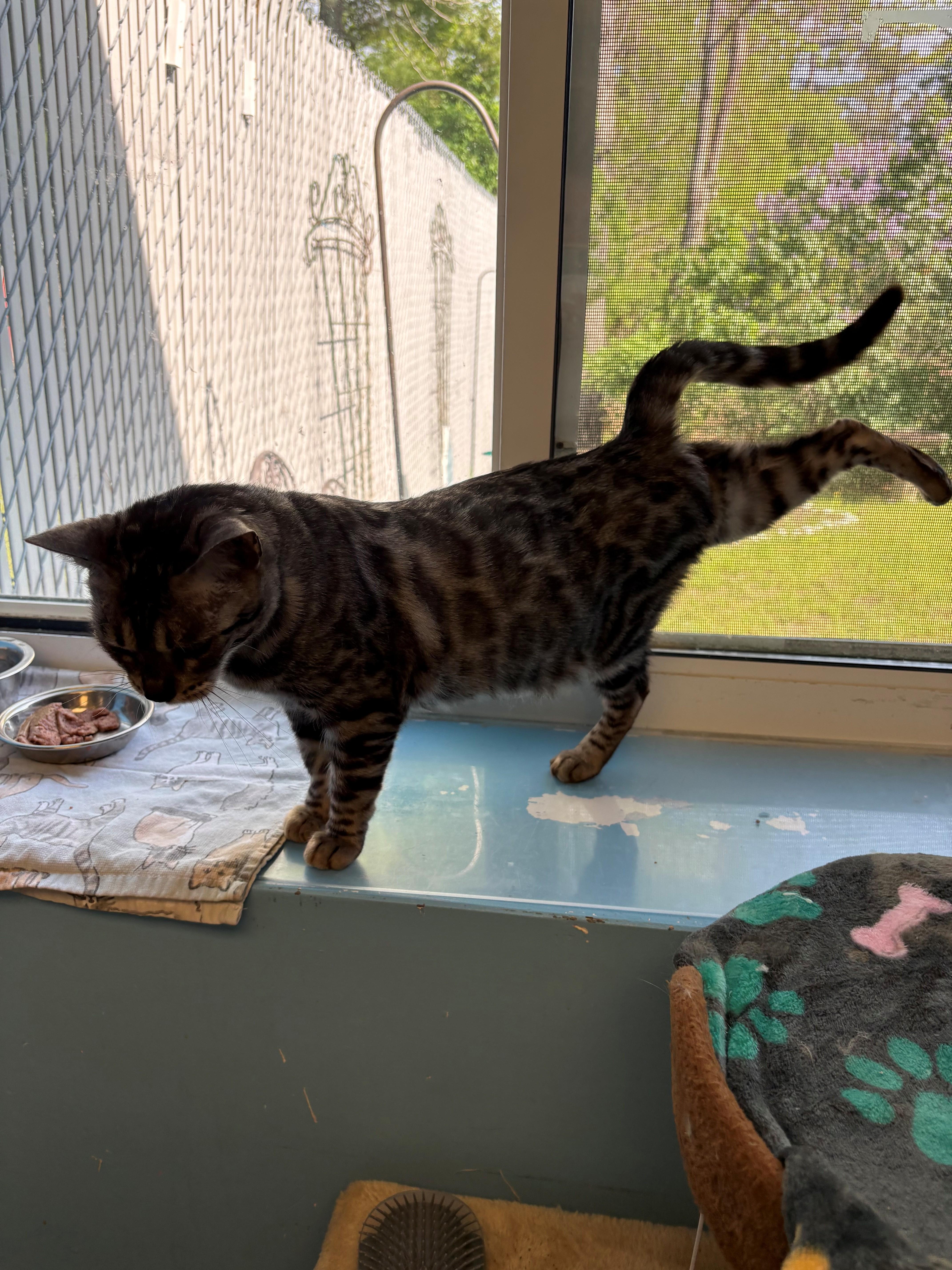 Bali, a ADOPTABLE Bengal in Kingston, MA image 4/6
