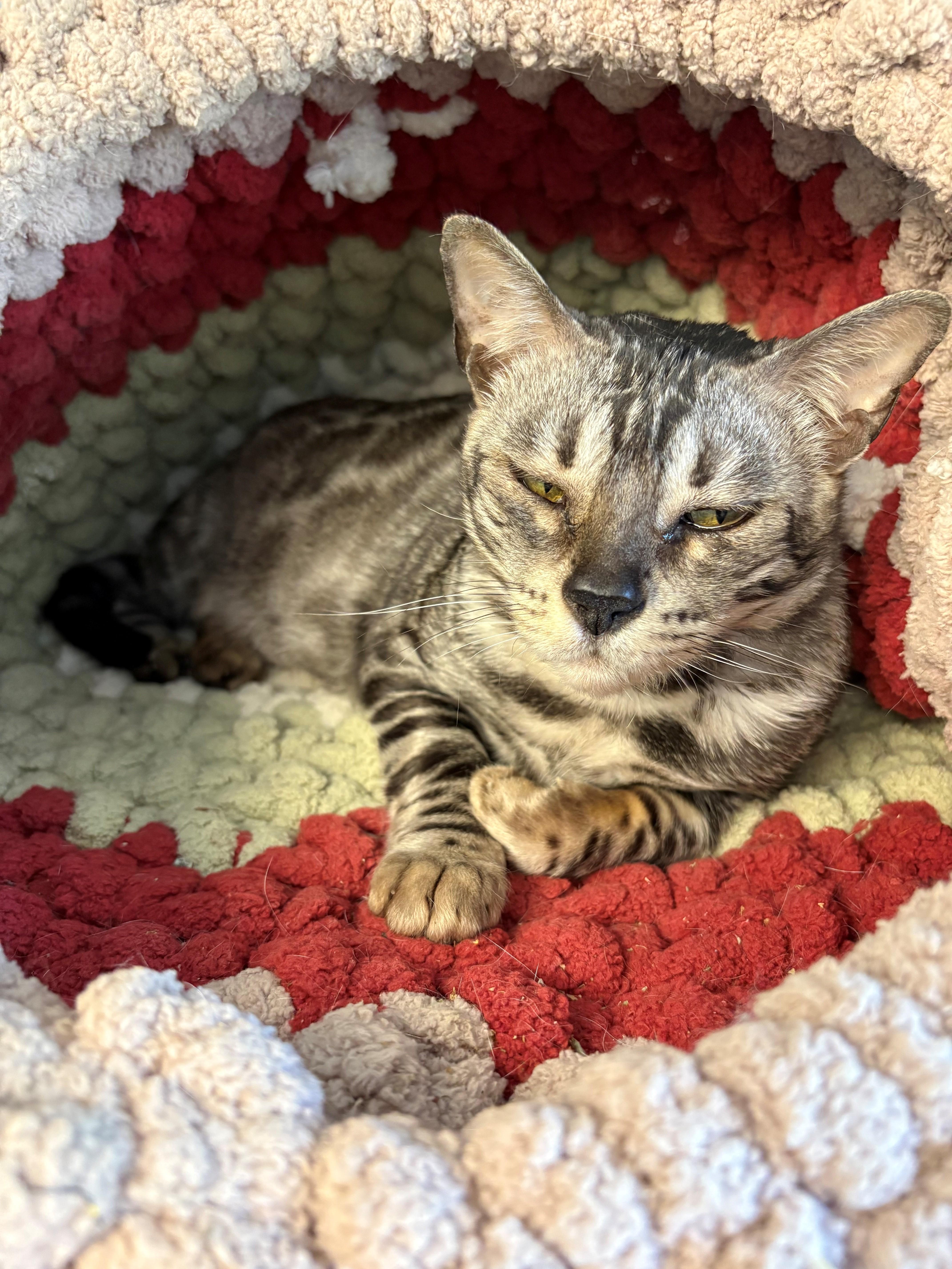 Bali, ADOPTABLE, Young Female Bengal.