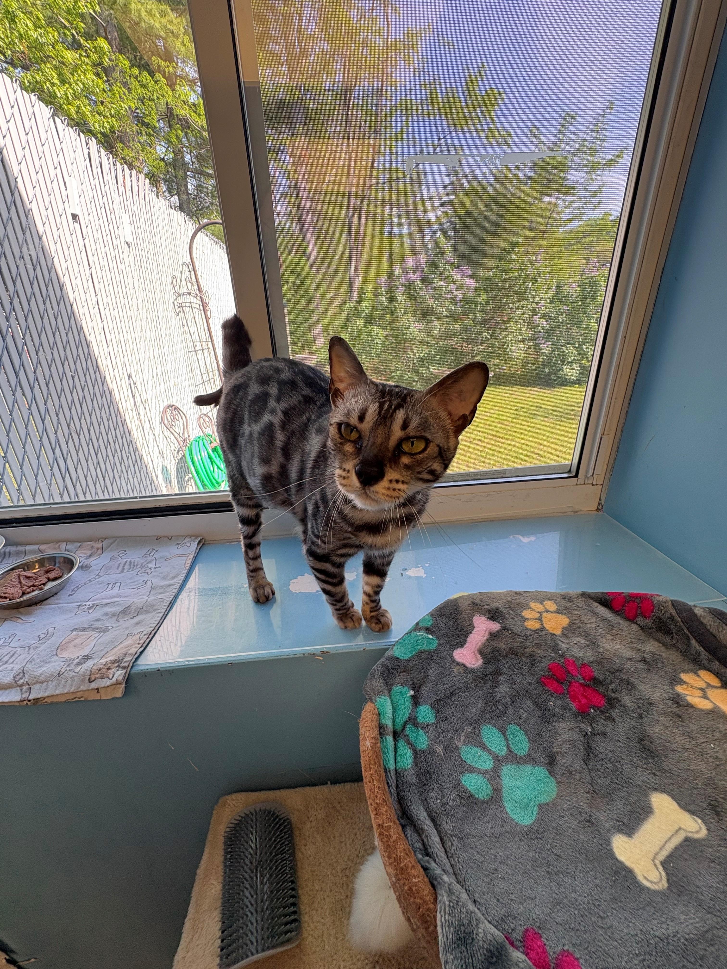 Bali, a ADOPTABLE Bengal in Kingston, MA image 3/6