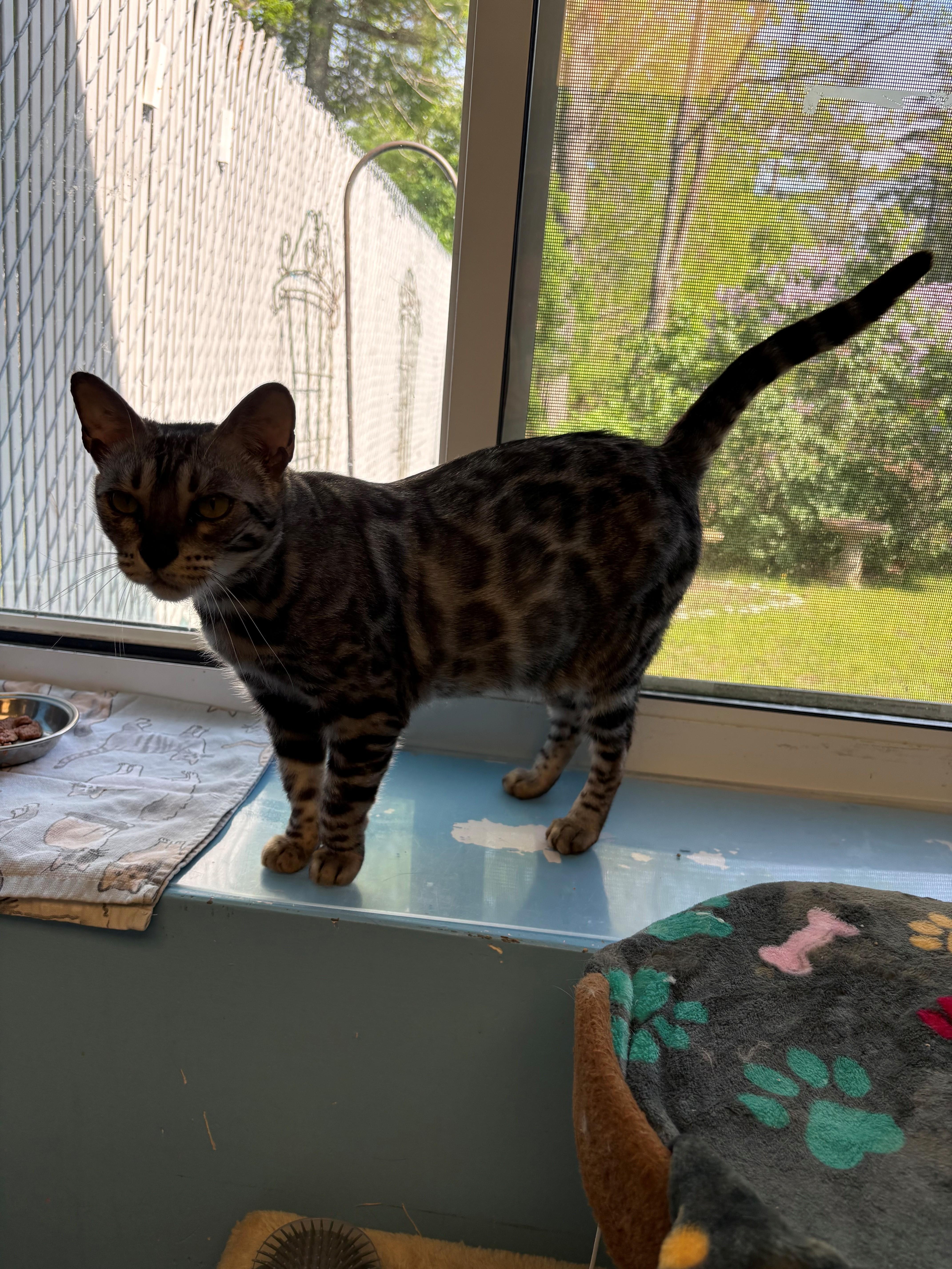 Bali, a ADOPTABLE Bengal in Kingston, MA image 5/6